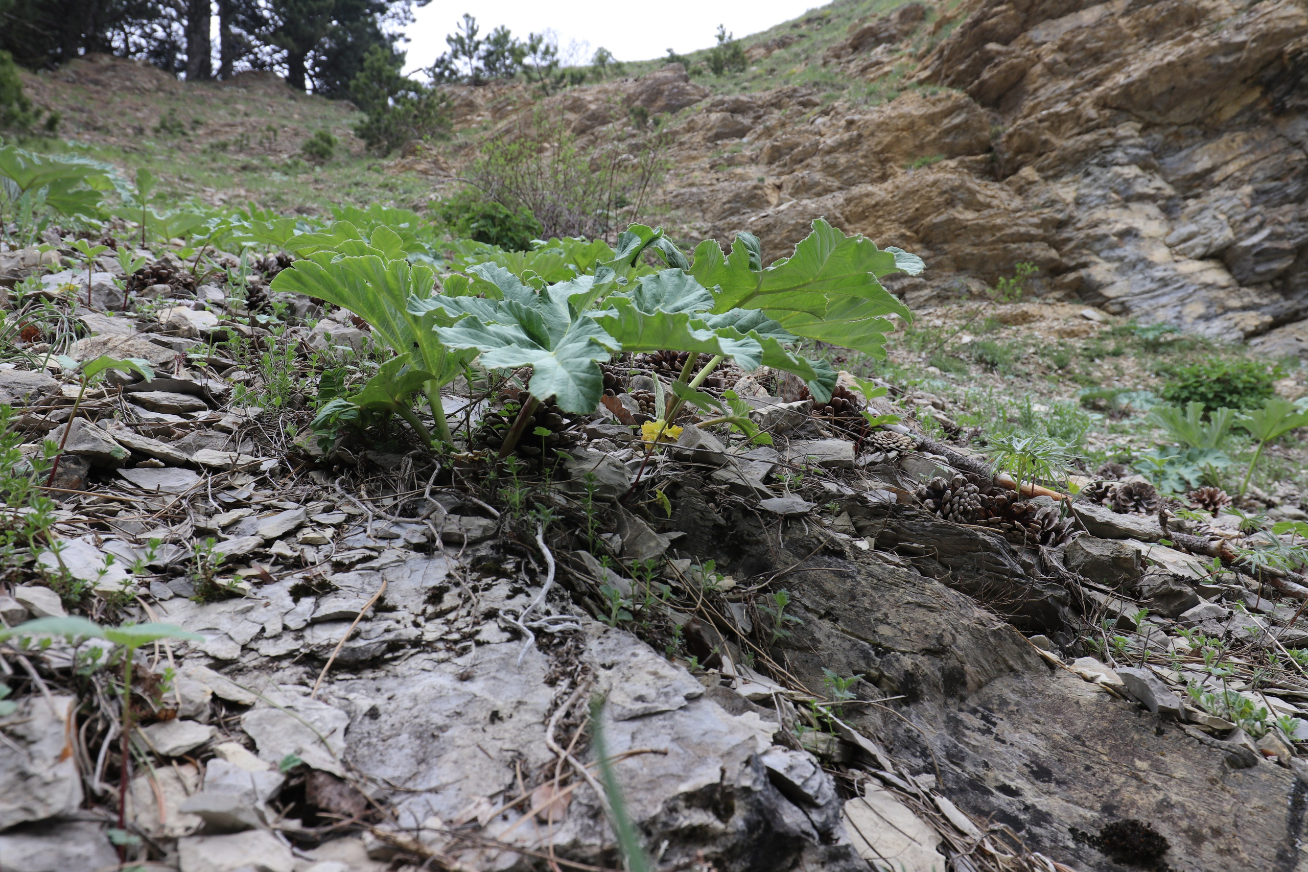 Крым. ЮБК (Бахчисарай, Демерджи, Судак). Первый скалолазный выезд. Май 2019. Путешественник-фотограф из Санкт-Петербурга Татьяна Свистулина