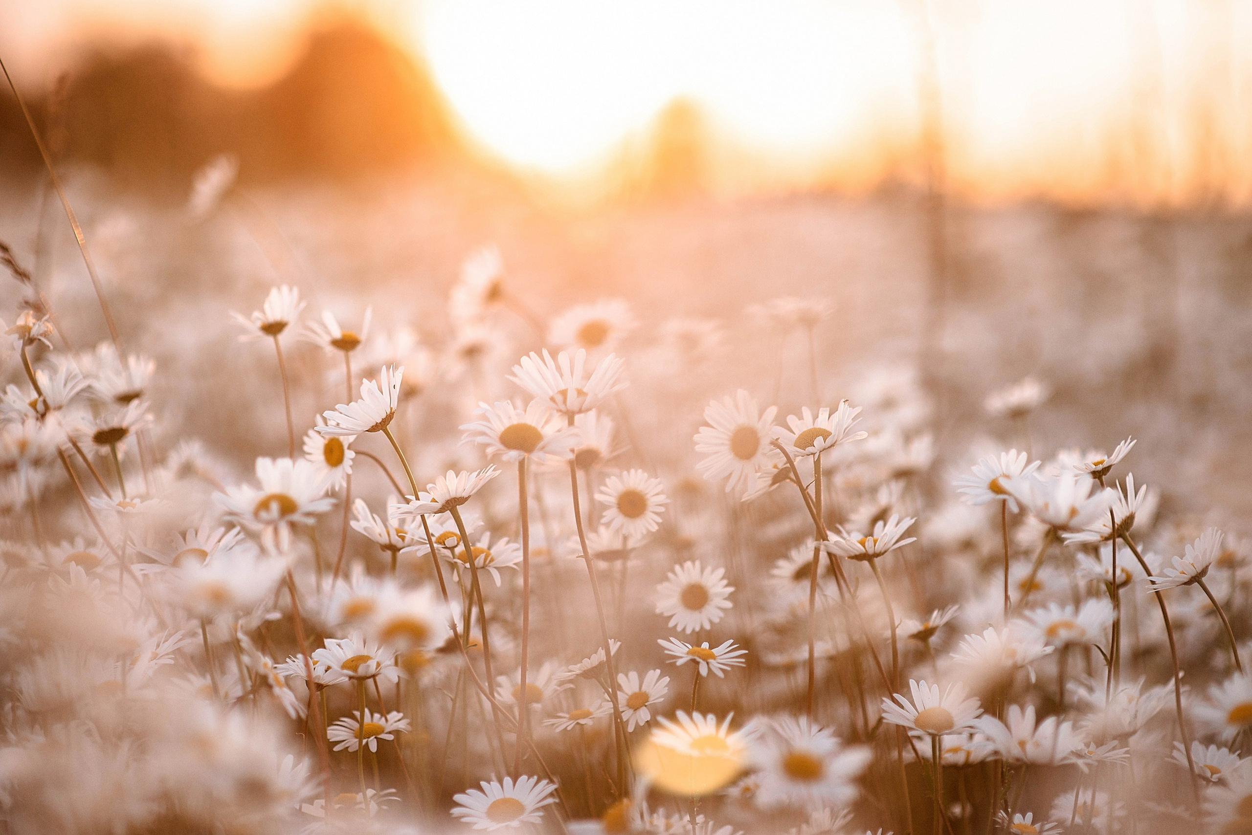 Беременность. Свадебный Фотограф в Твери Анастасия Булкина