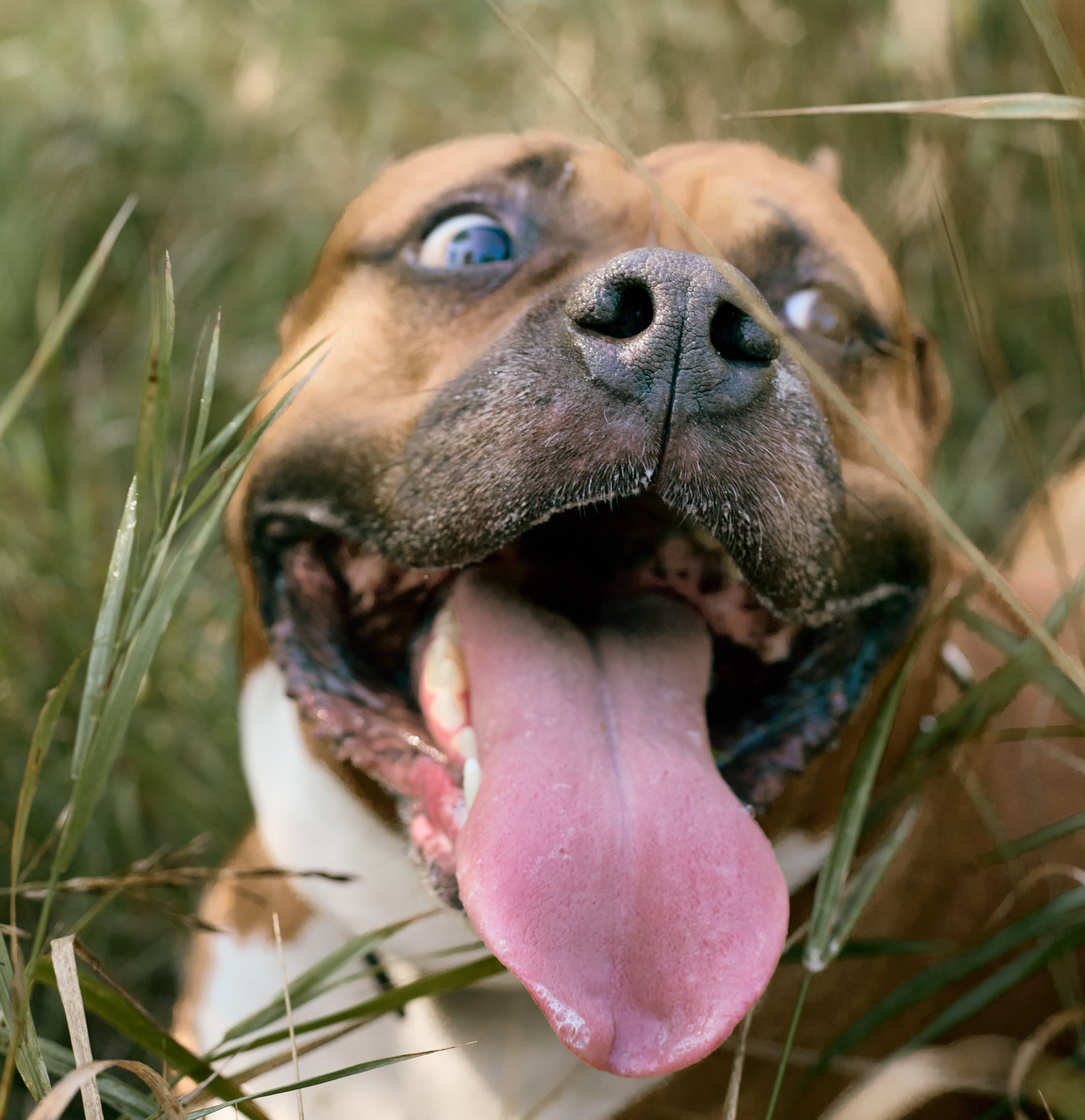 Съемка с питомцами (основное направление). Мария Ганина. Фотограф-анималист в Иркутске, Хомутово