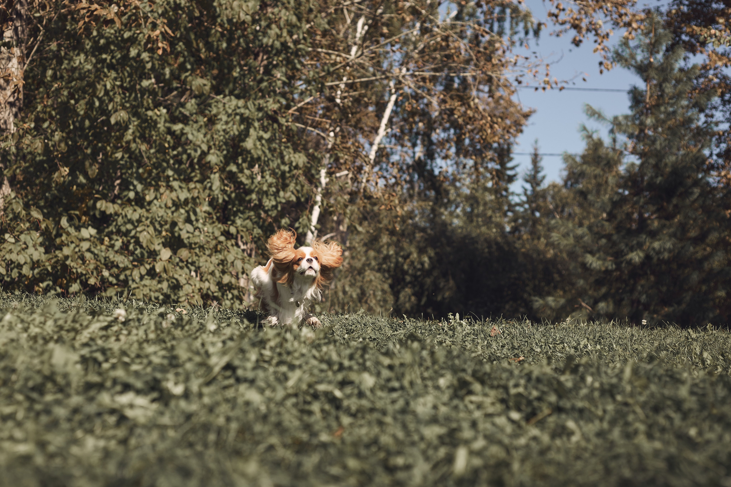 Цены. Мария Ганина. Фотограф-анималист в Иркутске, Хомутово
