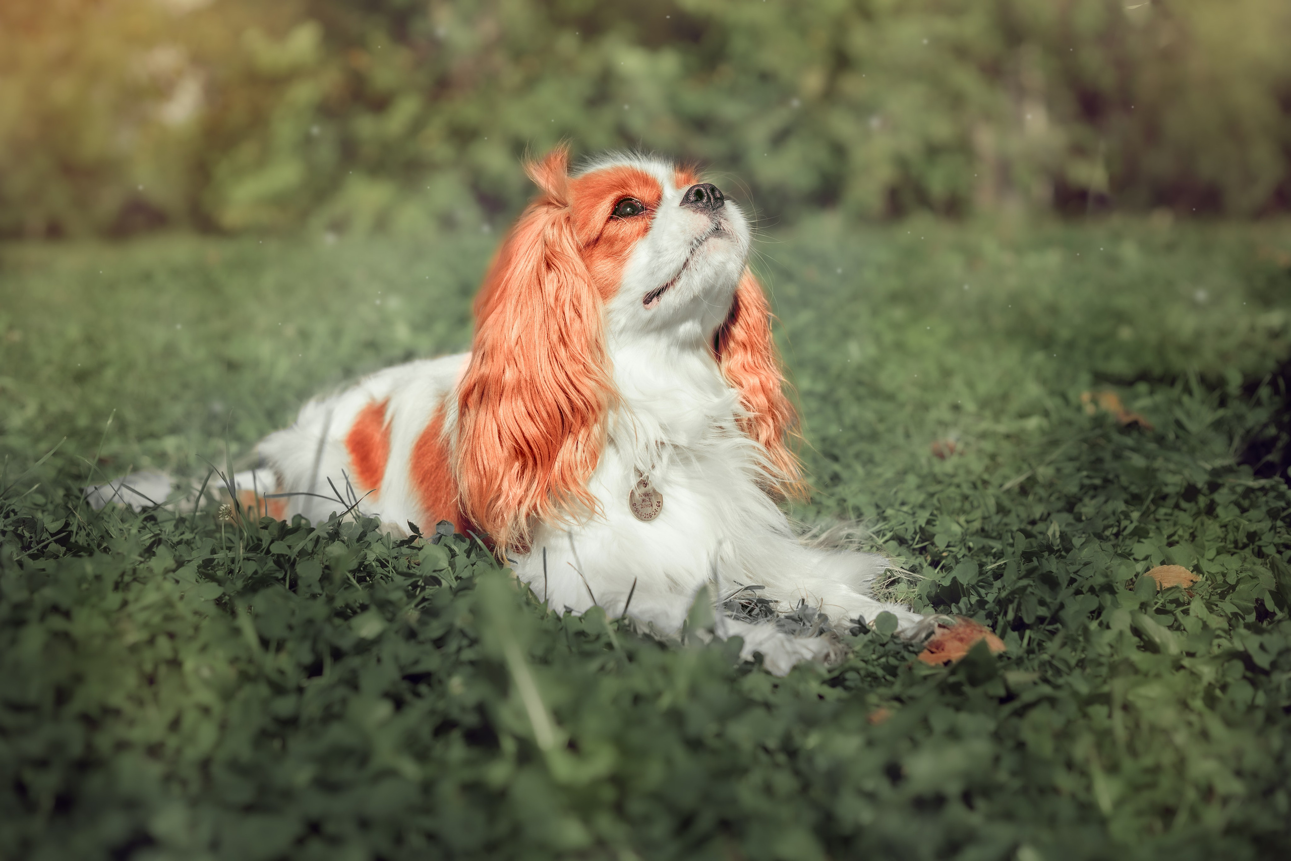 Контакты. Мария Ганина. Фотограф-анималист в Иркутске, Хомутово