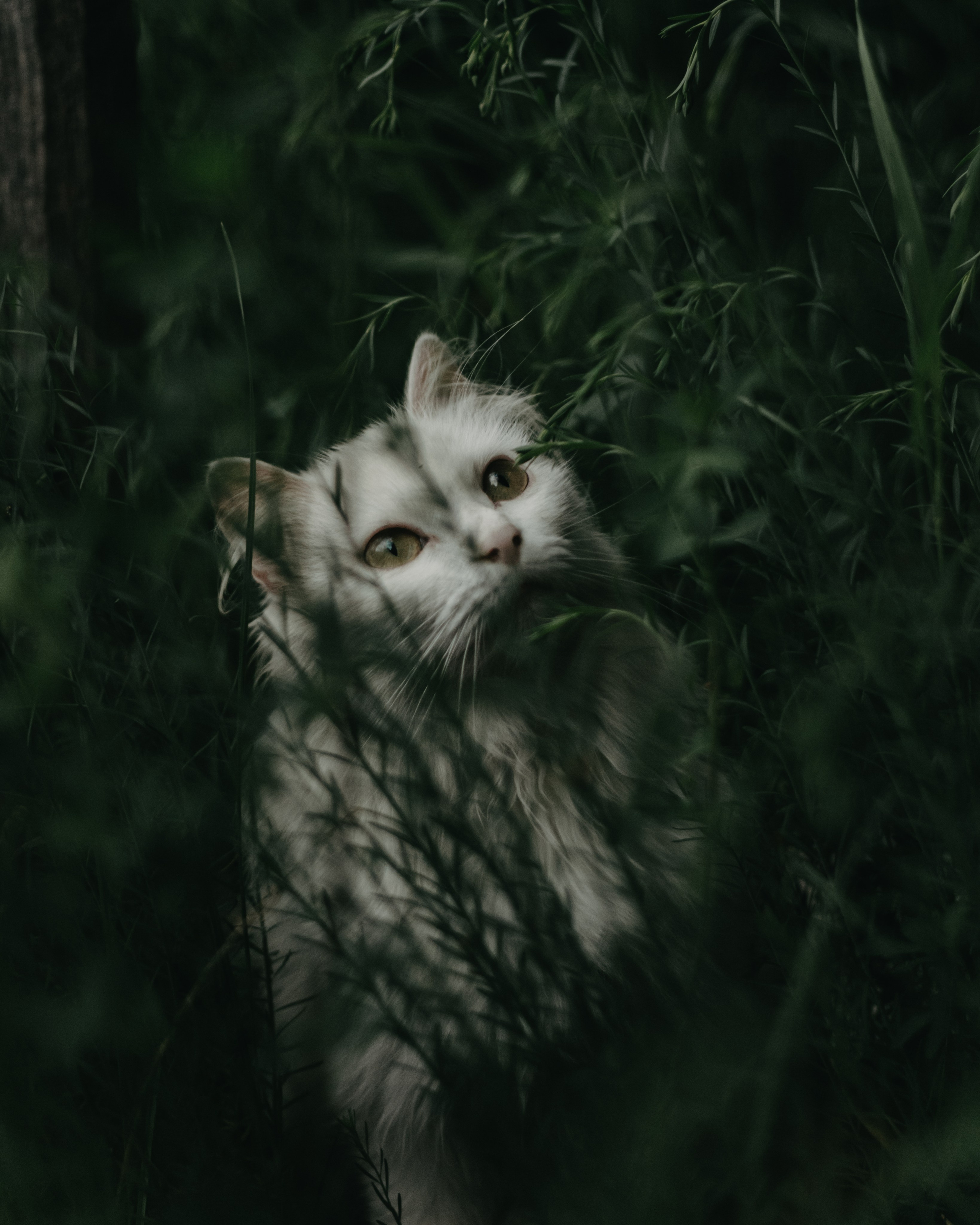 Съемка с питомцами (основное направление). Мария Ганина. Фотограф-анималист в Иркутске, Хомутово