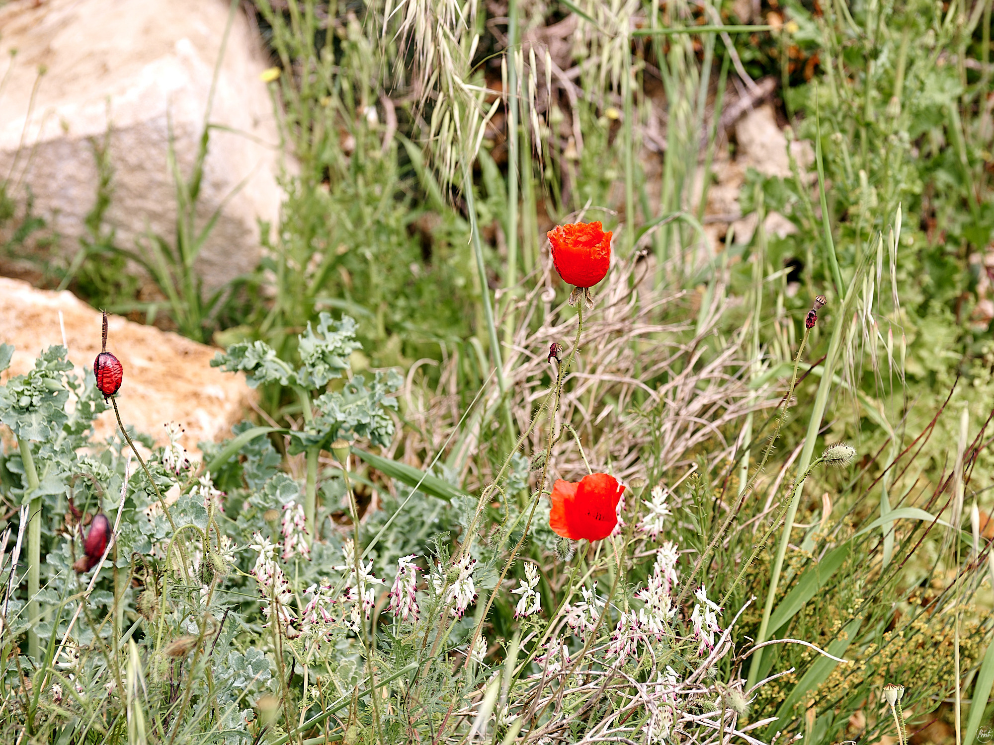 Side, Turkey, April 2023. Фотографии отовсюду и обо всем