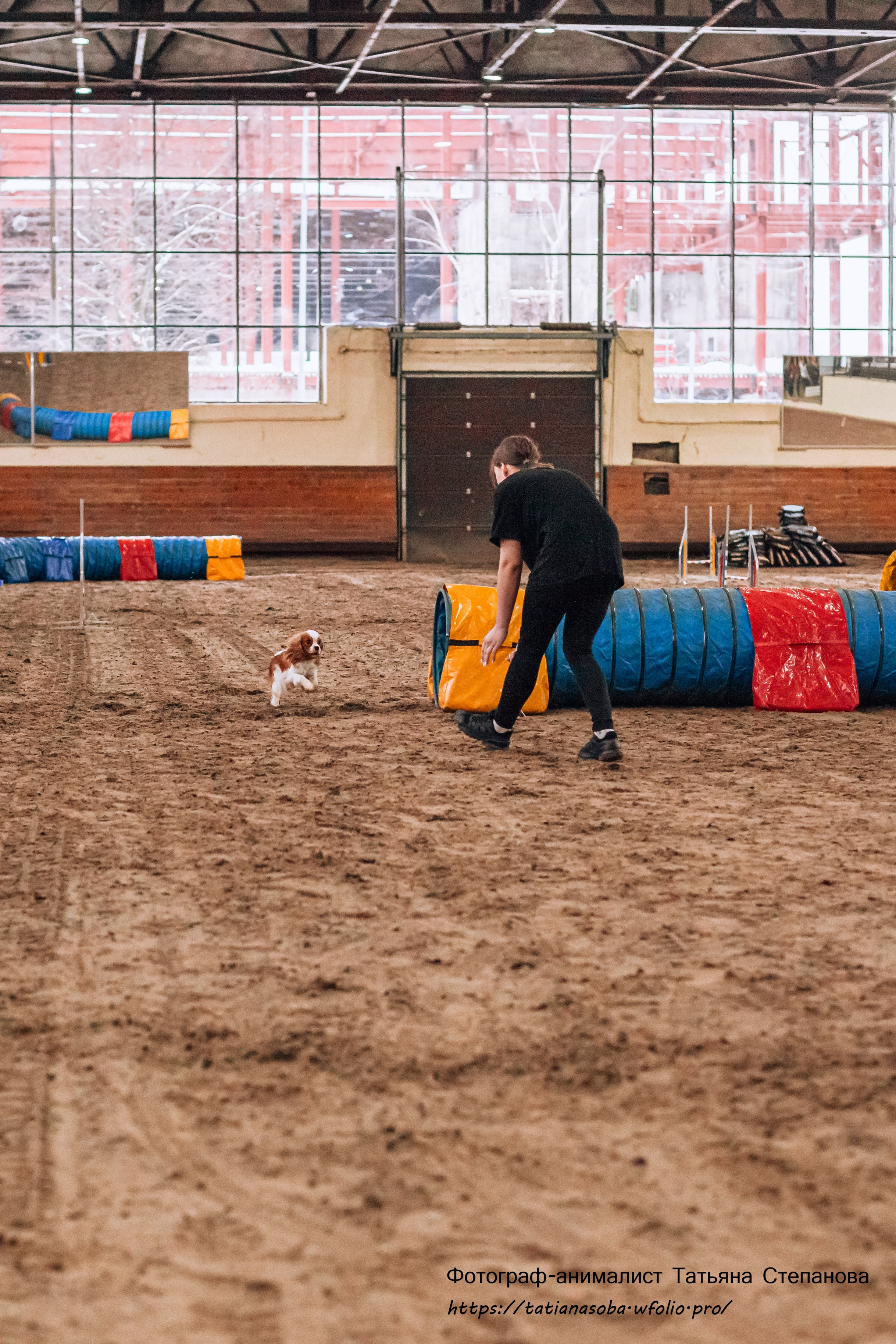 Соревнования по Аджилити 25.02.2024. Фотограф-анималист Татьяна Степанова