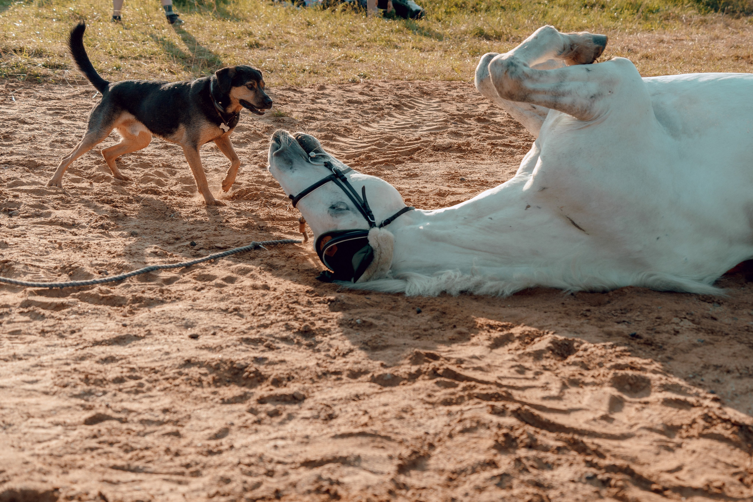 Купание лошадей 05.07.2024. Портретный и семейный фотограф в Москве/Видное