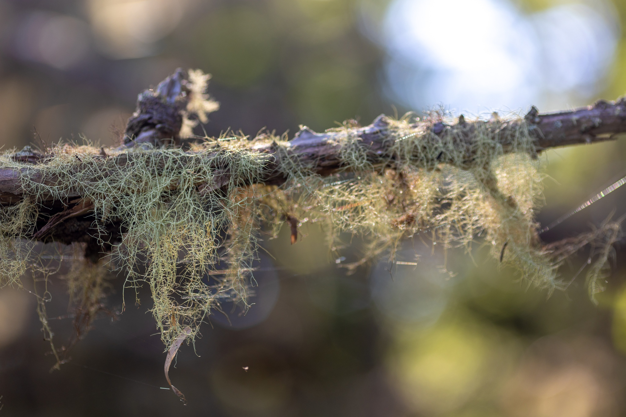Шикотан. Тревел-фотограф Олег Гуров