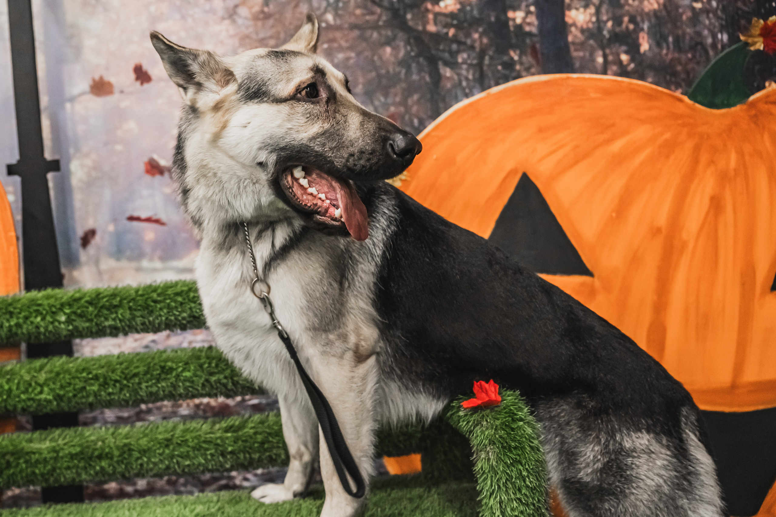 Международная выставка собак всех пород. Репортажный фотограф Анастасия Рубцова