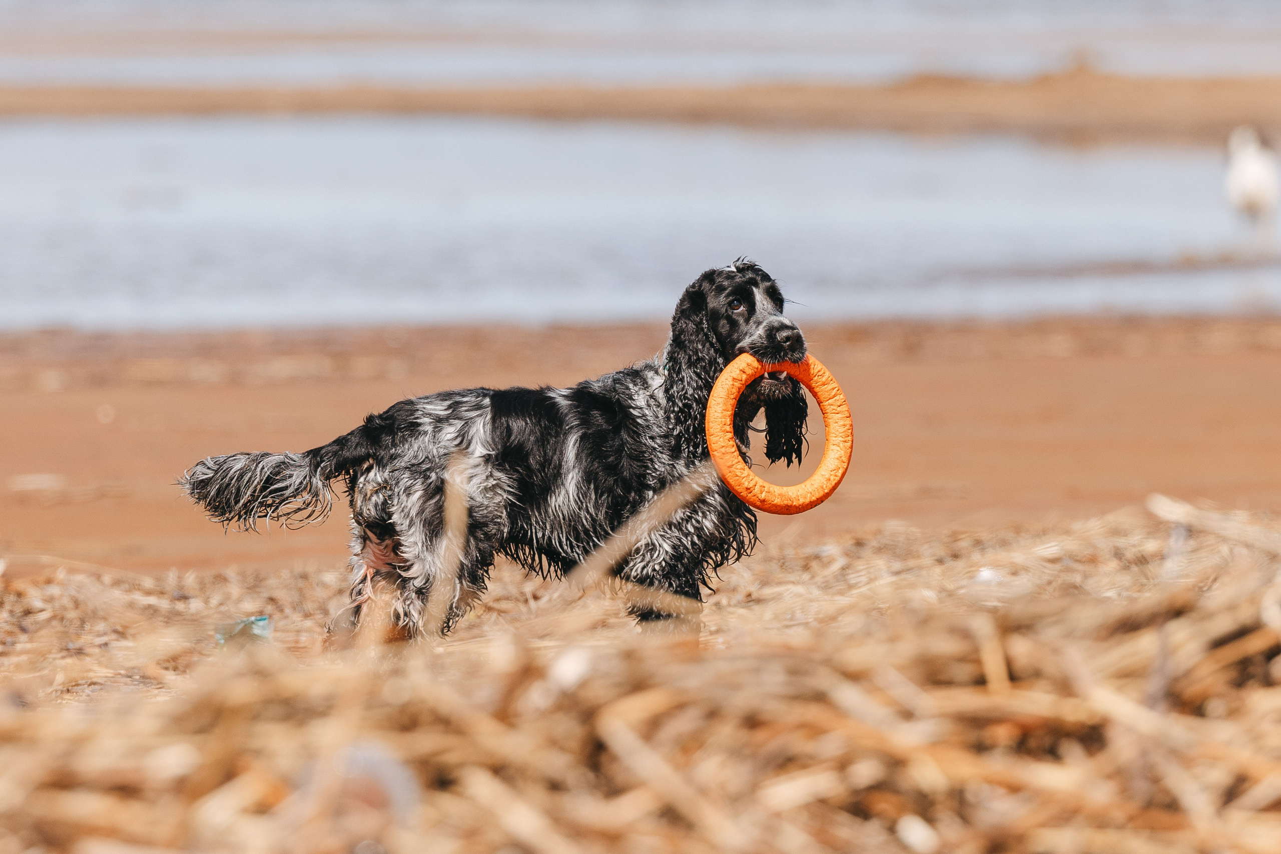 Спанимания. Фотограф анималист Осипчикова Мария