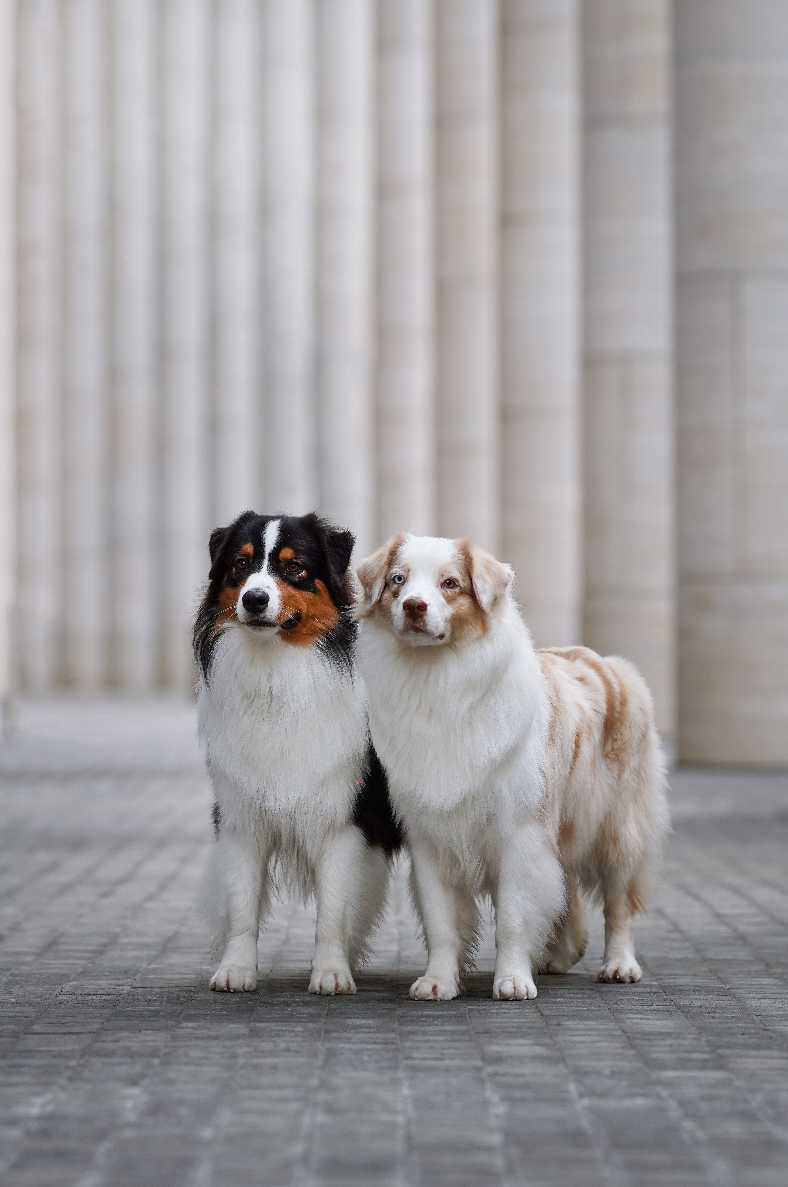 Кристина Катя Гермиона и Бэст. Фотограф-анималист в Санкт-Петербурге Яна Мартынова