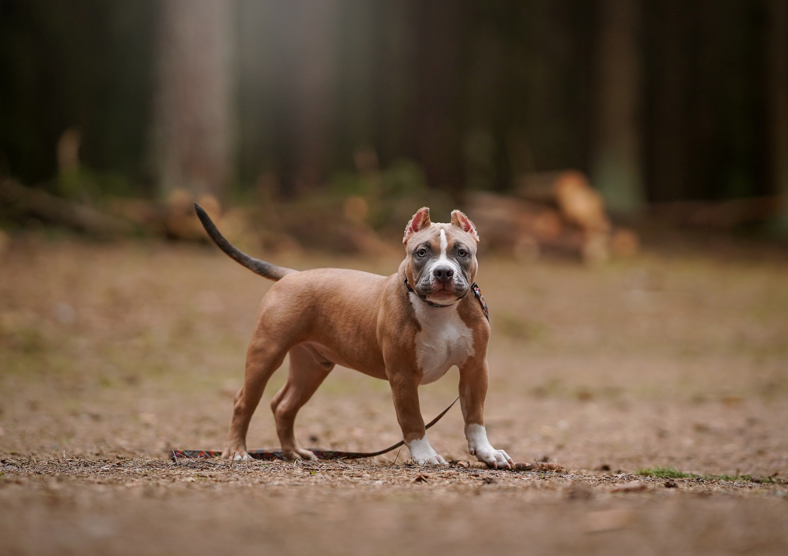Щенки булли. Фотограф-анималист в Санкт-Петербурге Яна Мартынова