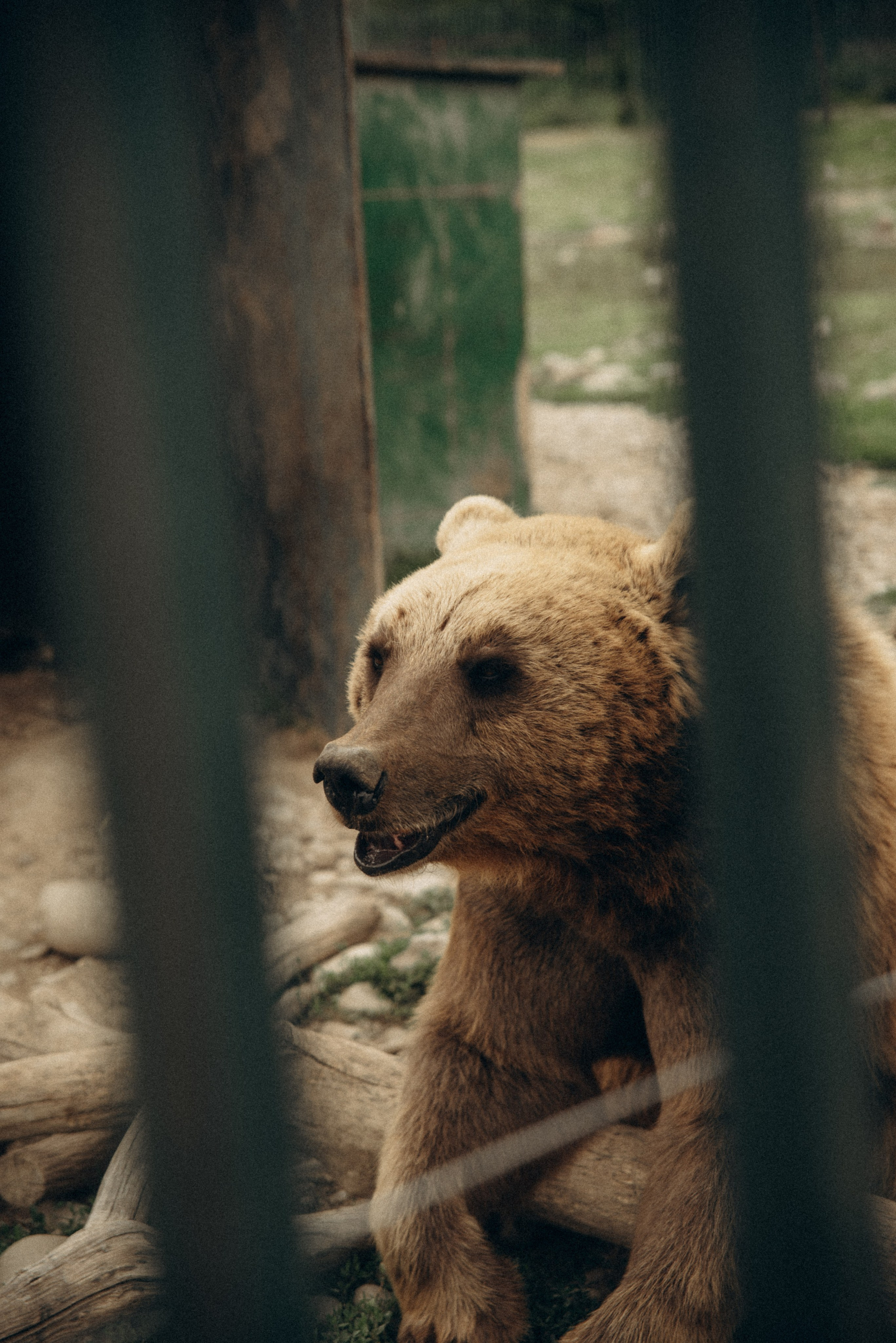 Медвежий приют, Грузия 🇬🇪. Anita_photo