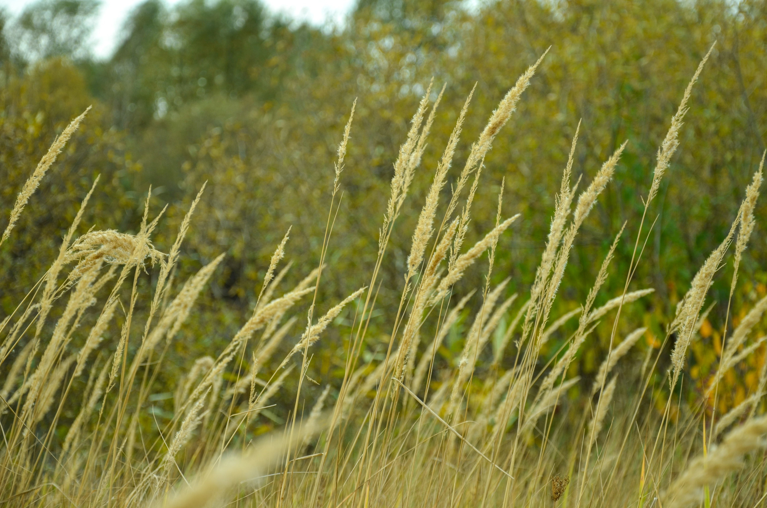 Мультифотограф Виктория Лихоманова