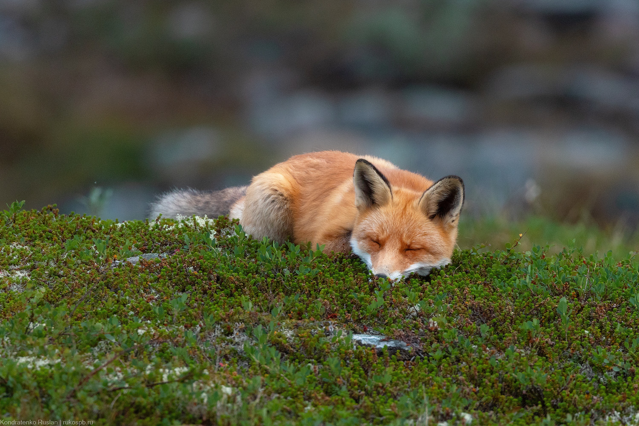 Лиса. Архитектурный и пейзажный фотограф Кондратенко Руслан, Санкт-Петербург