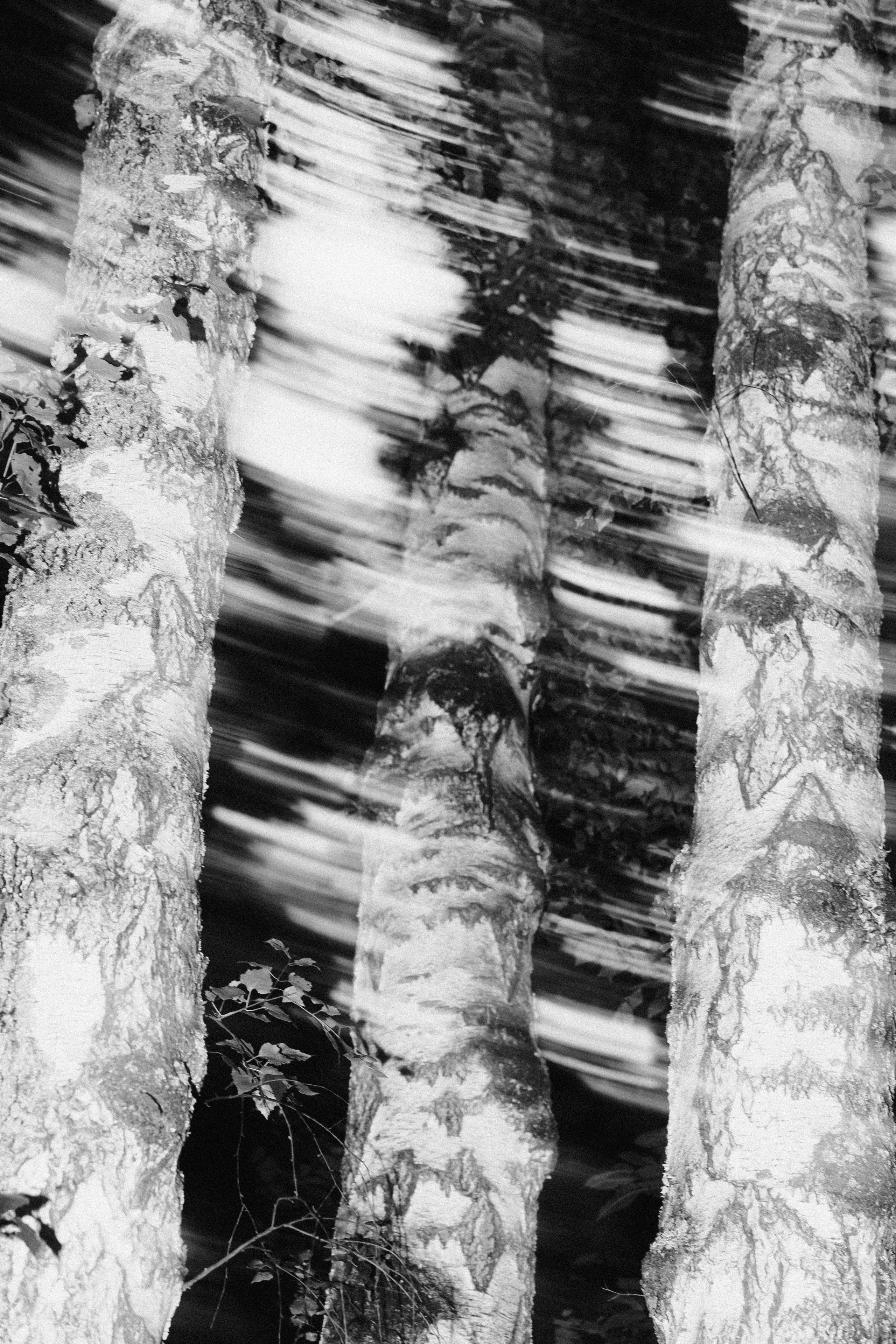 Лес. Veronika Popadeikina Photographer