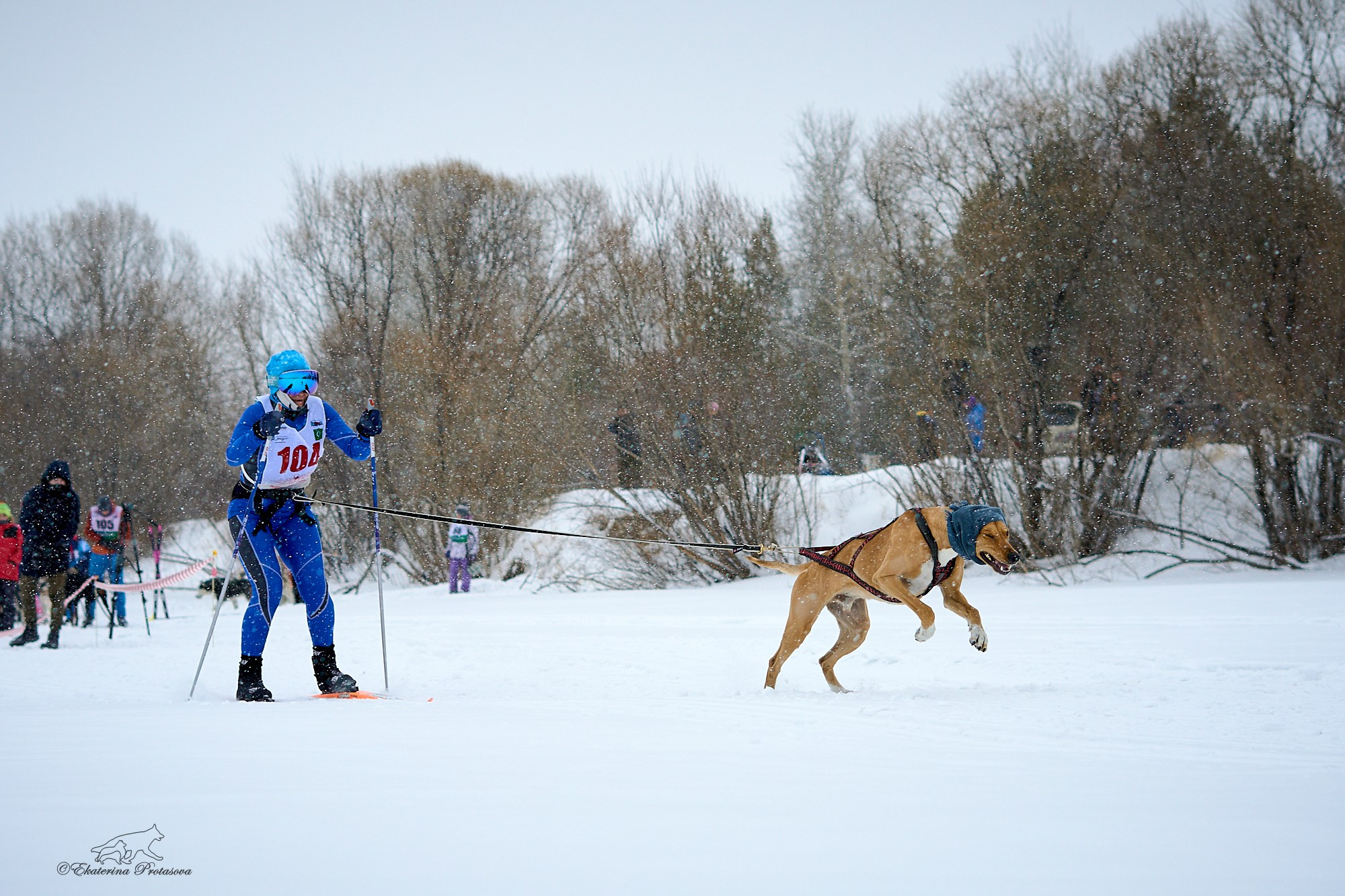 Соревнования по скиджорингу. Фотограф-анималист в Иркутске