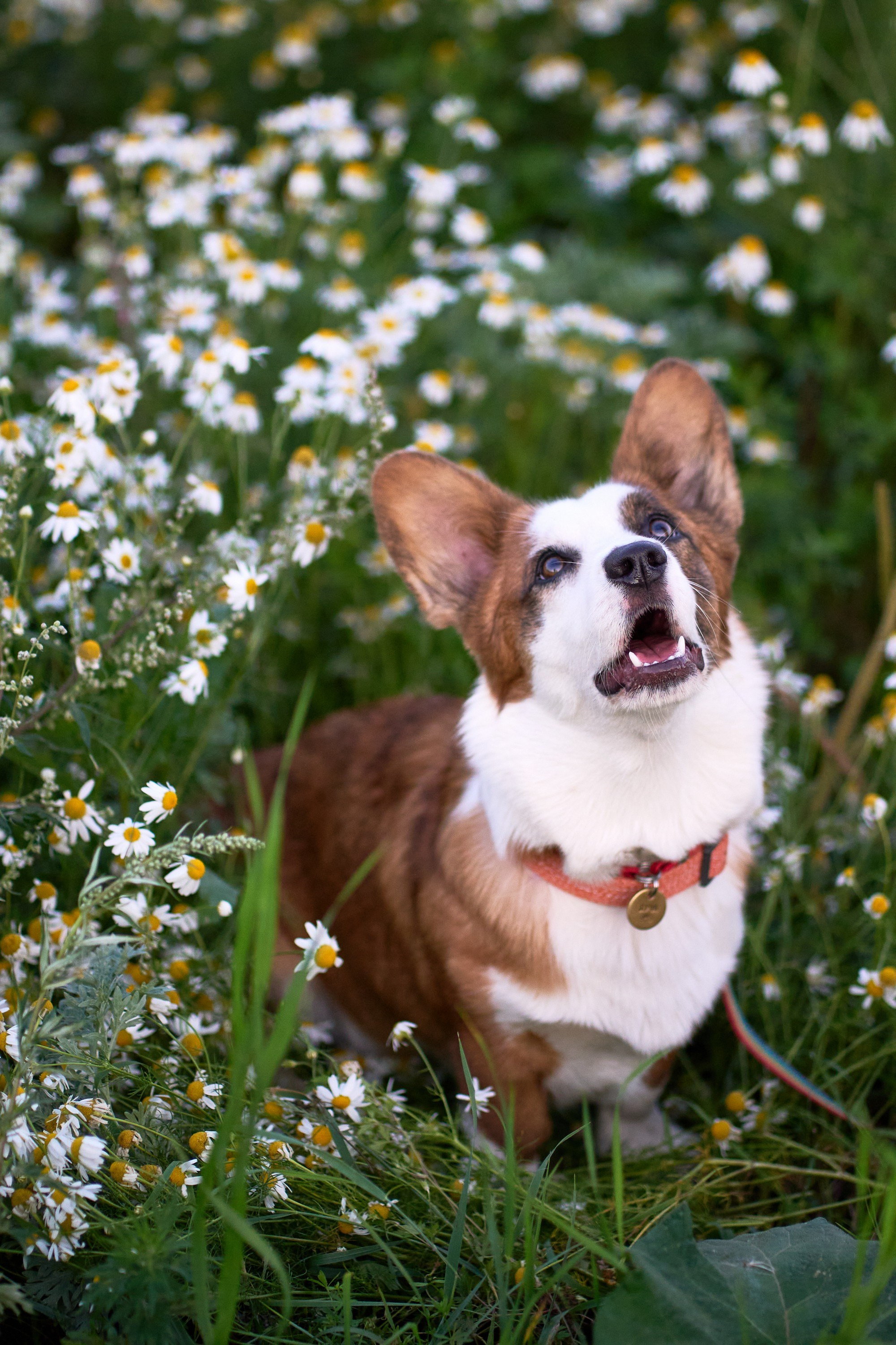 Съемка собак. Фотограф в Екатеринбурге Анастасия Фе