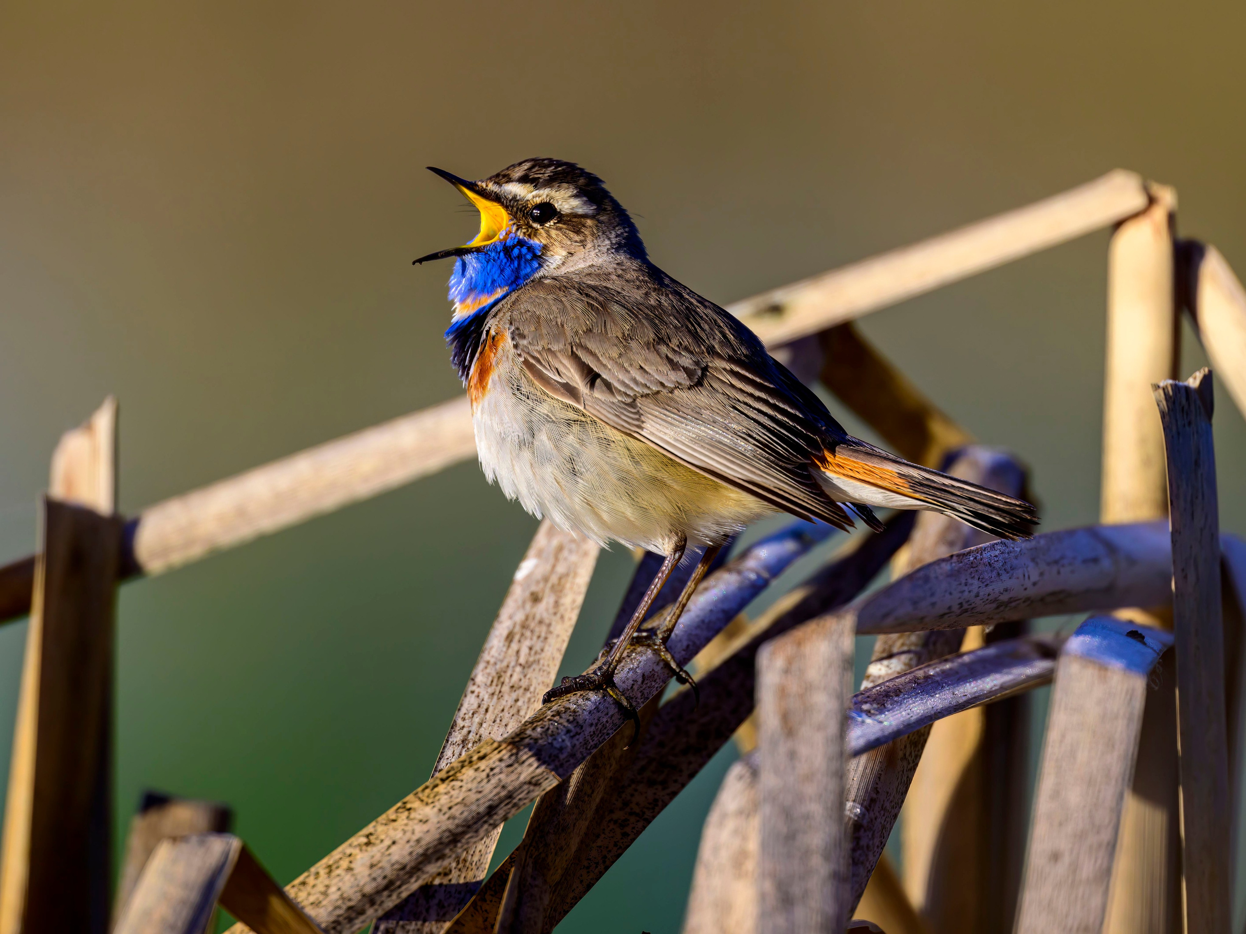 Варакушка. Фотограф Сергей Пупонин
