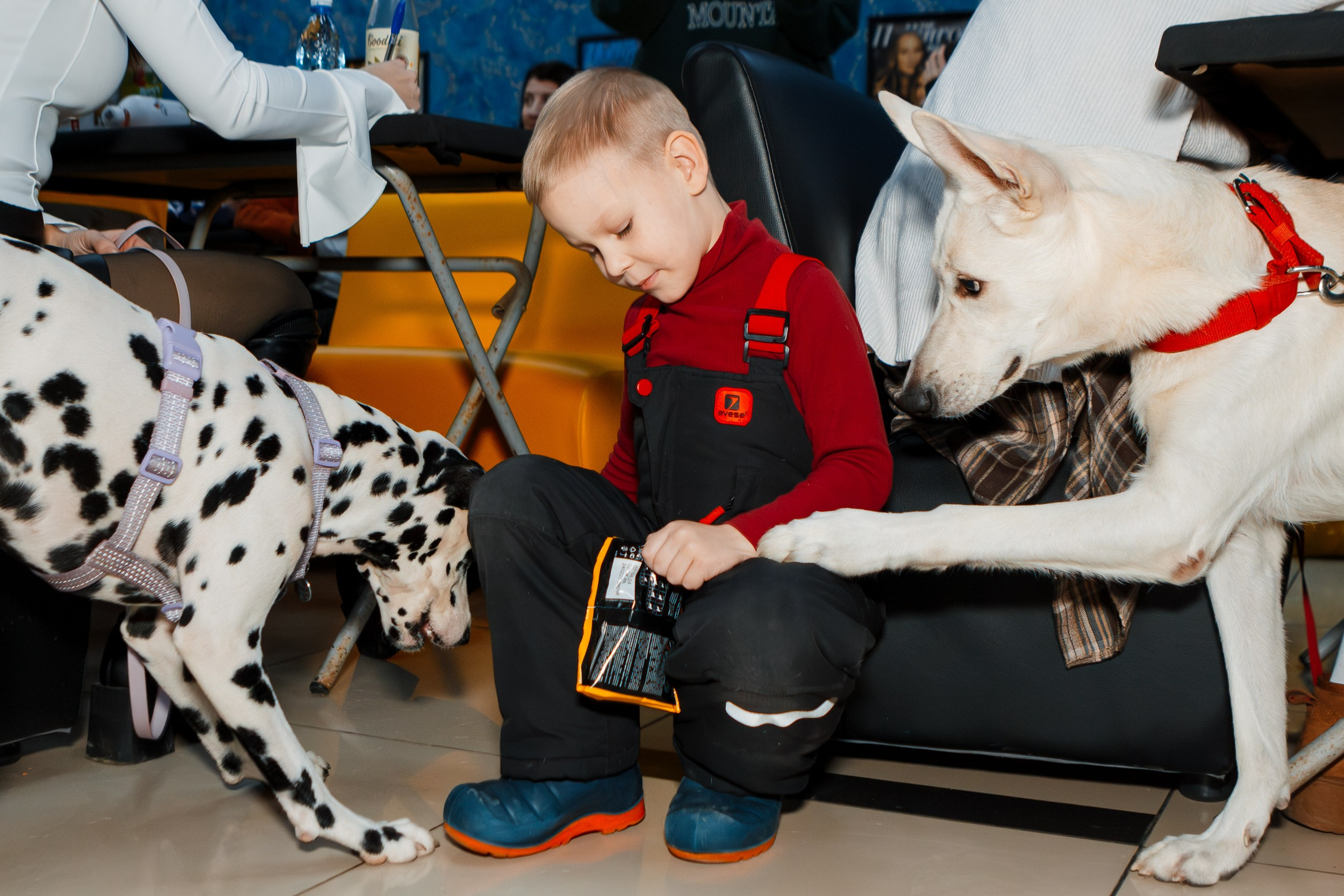 Dog-friendly киновечер от ФлагманВет. Ksenia de Rossi | Съемка в Самаре