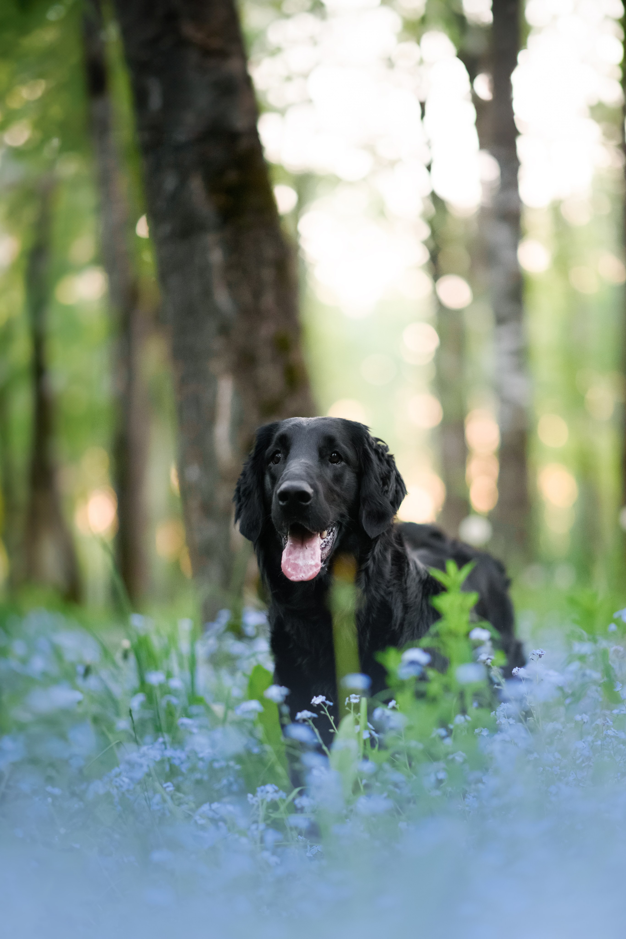 Степа, Йоки и Мята — 29.05.2024. Фотограф — Анималист | Анна Абрамова