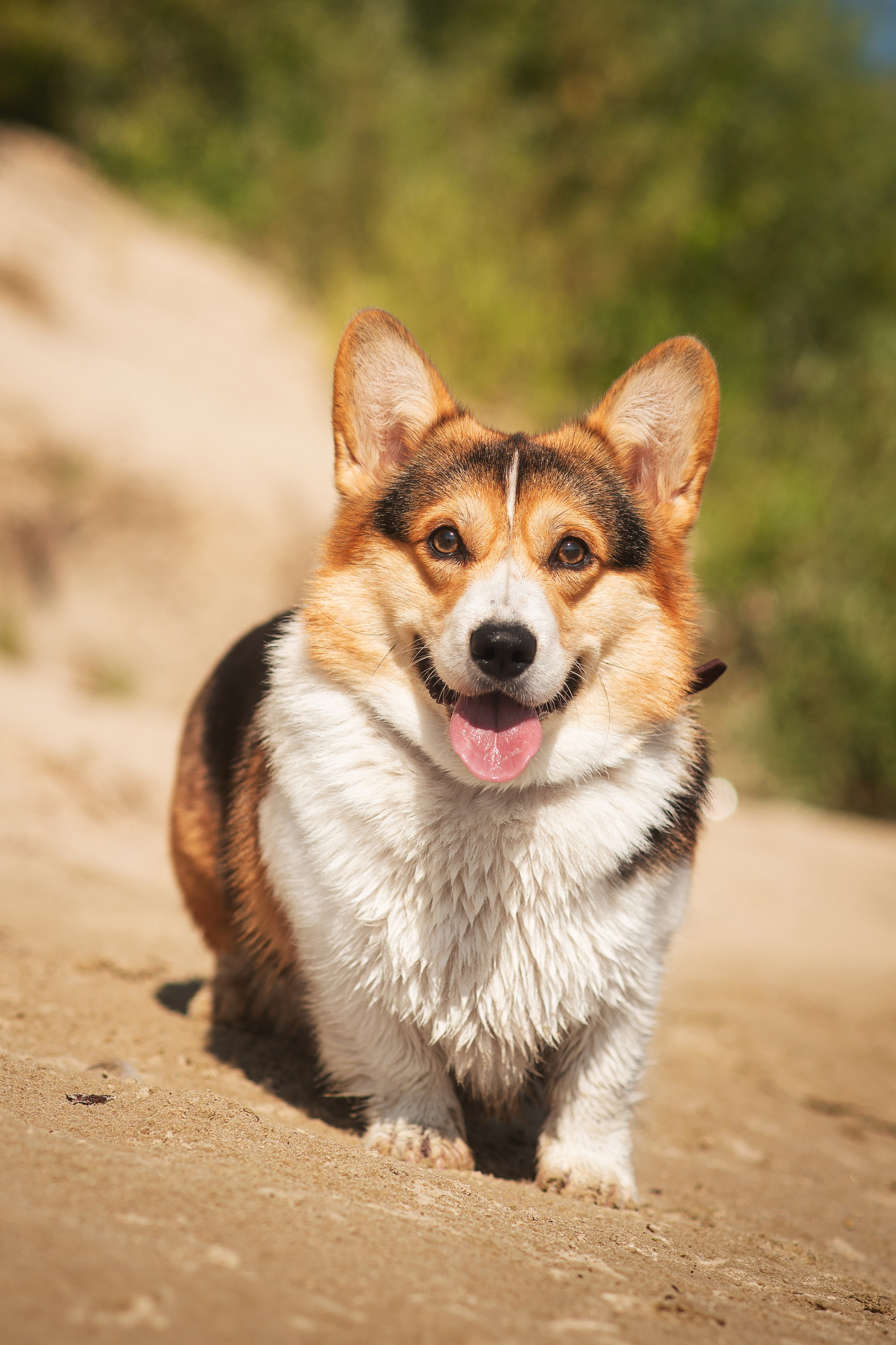 Майк и Лея — 29.08.2024. Фотограф — Анималист | Анна Абрамова