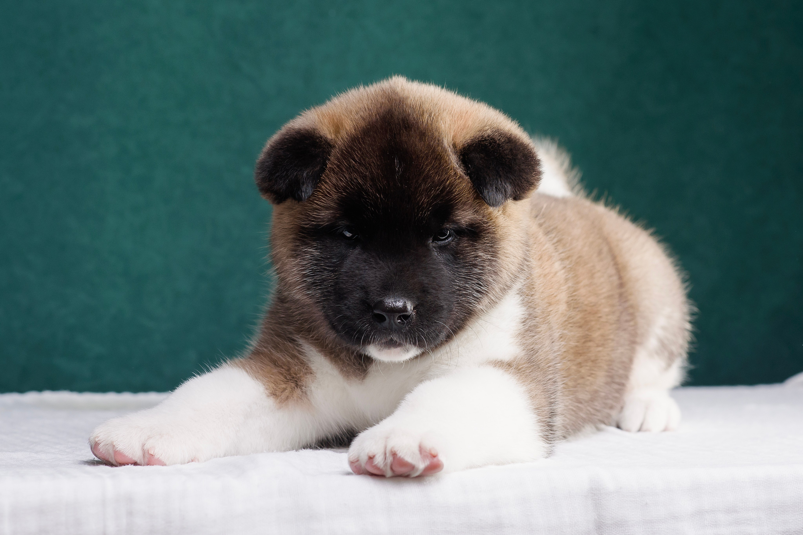 Щенки Американской Акиты. Фотограф — Анималист | Анна Абрамова