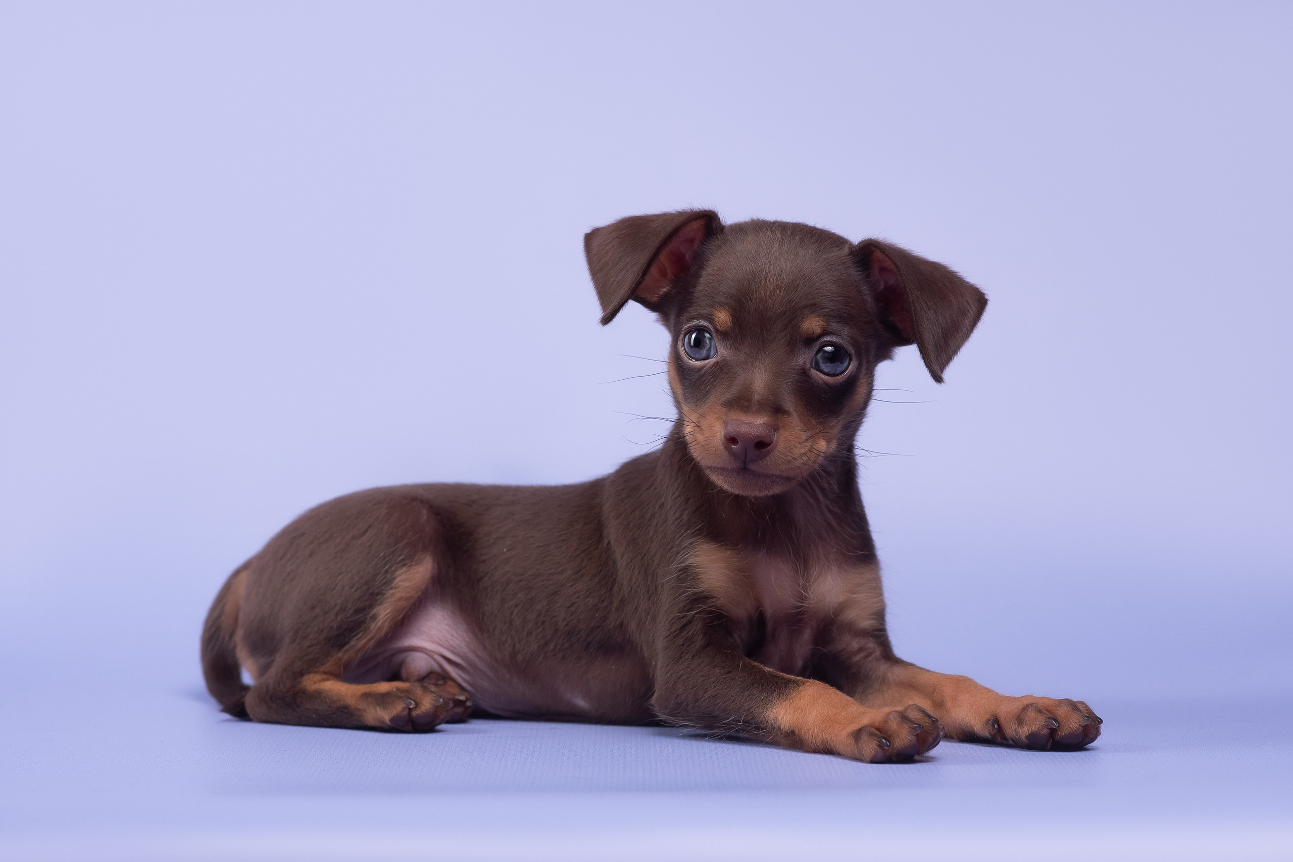 Пражские крысарики — 02.04.2025. Фотограф — Анималист | Анна Абрамова