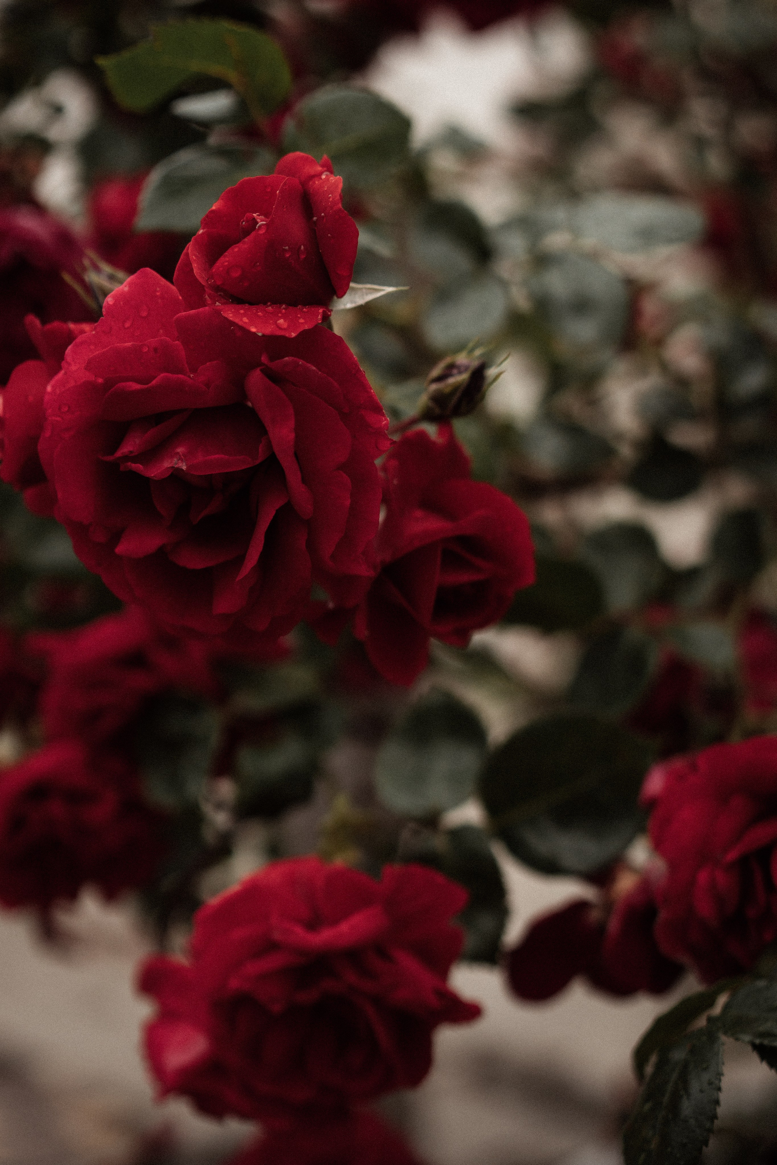 Лена розы. Дмитриева Светлана женский и семейный фотограф Рига, Москва, Геленджик