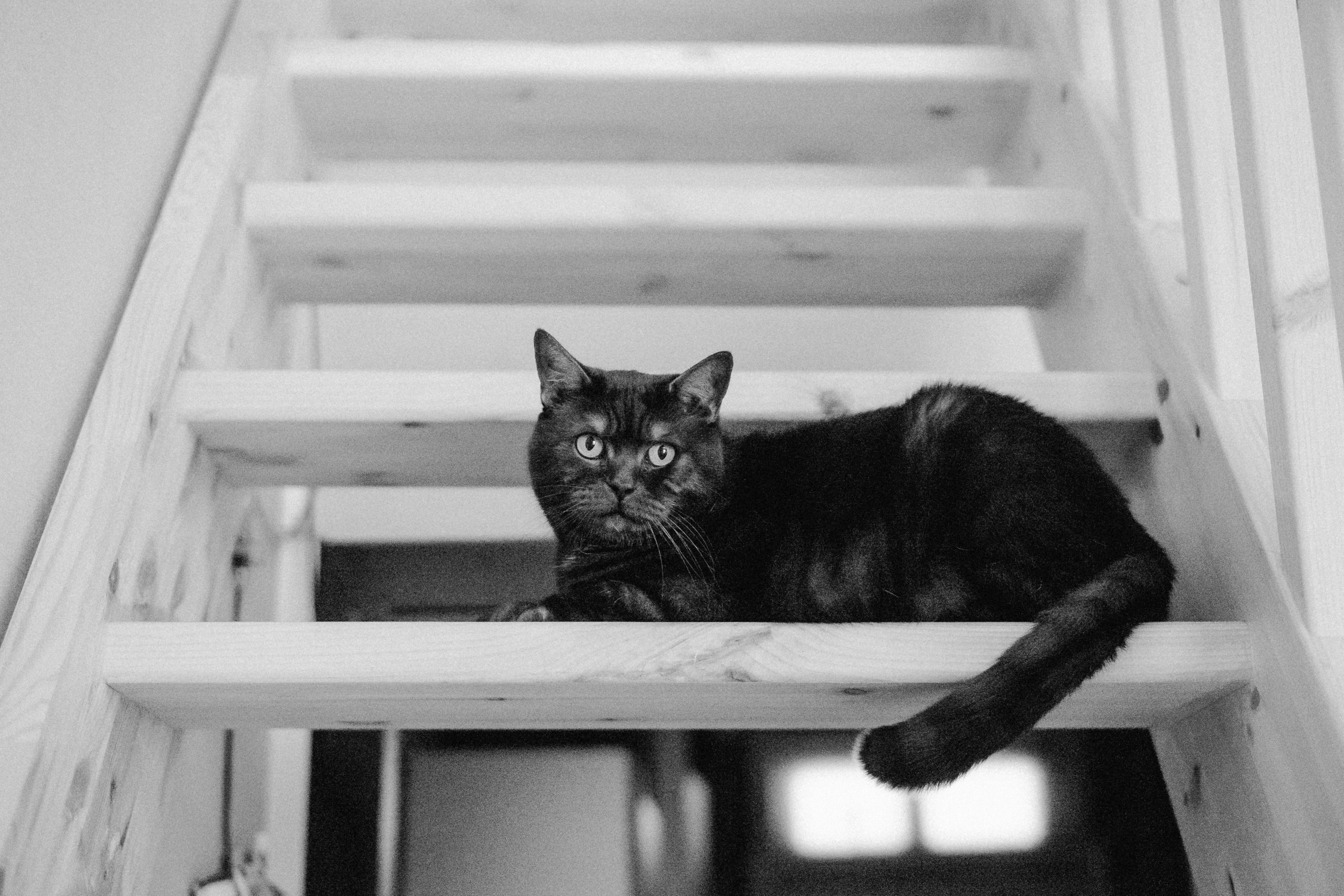 Наталья. Свадебный и семейный фотограф в Москве, Юлия Лазарева