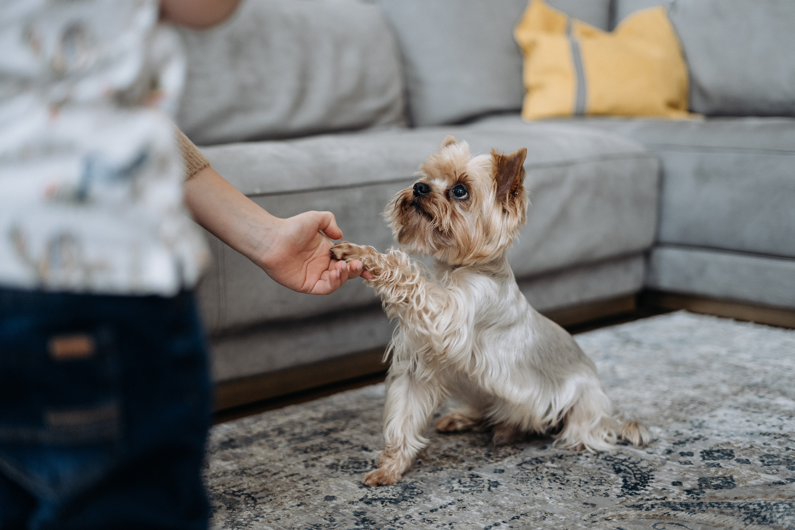 Семья Оли. Свадебный и семейный фотограф в Москве, Юлия Лазарева