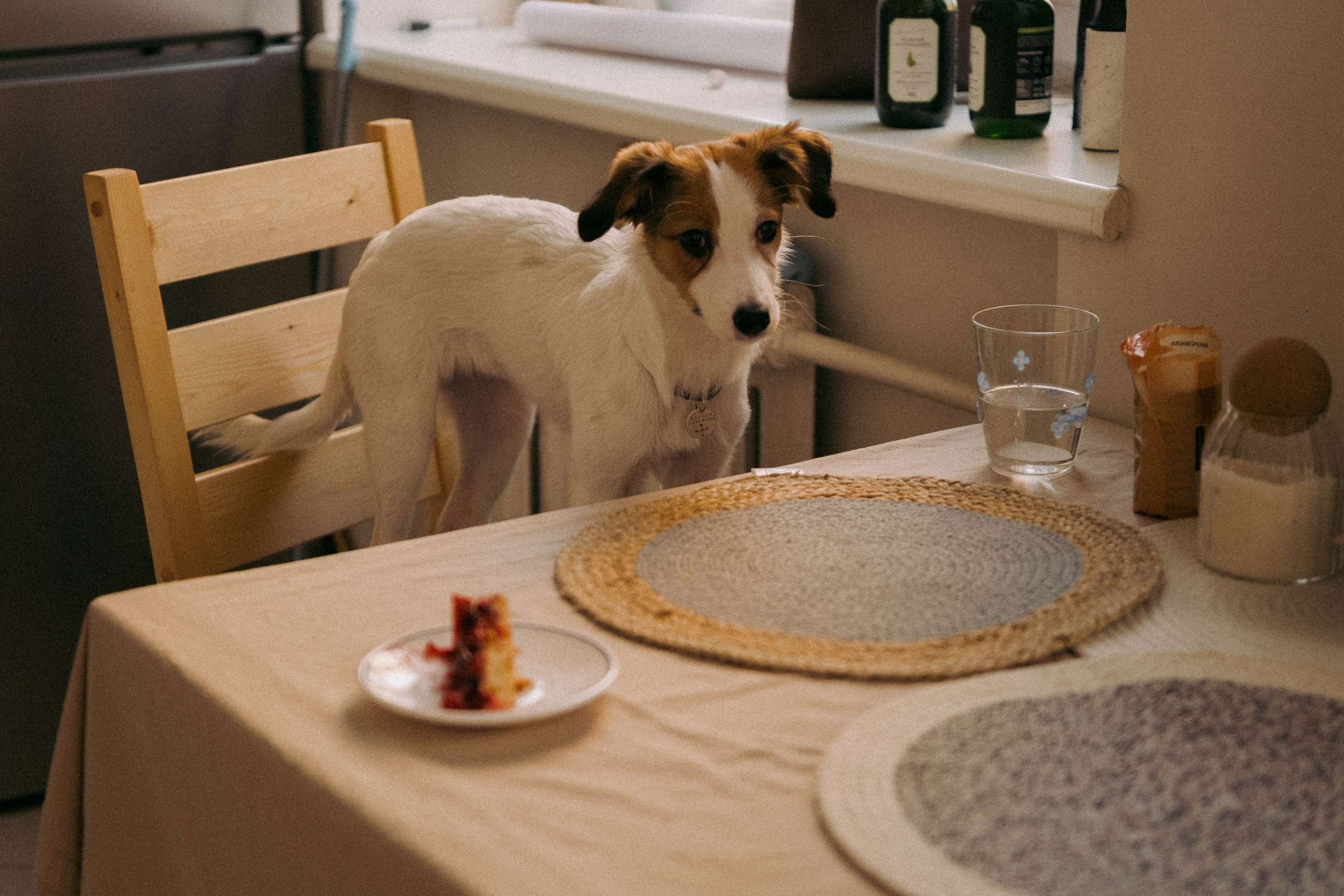 Лика и Клео. Свадебный фотограф Оля Григунова