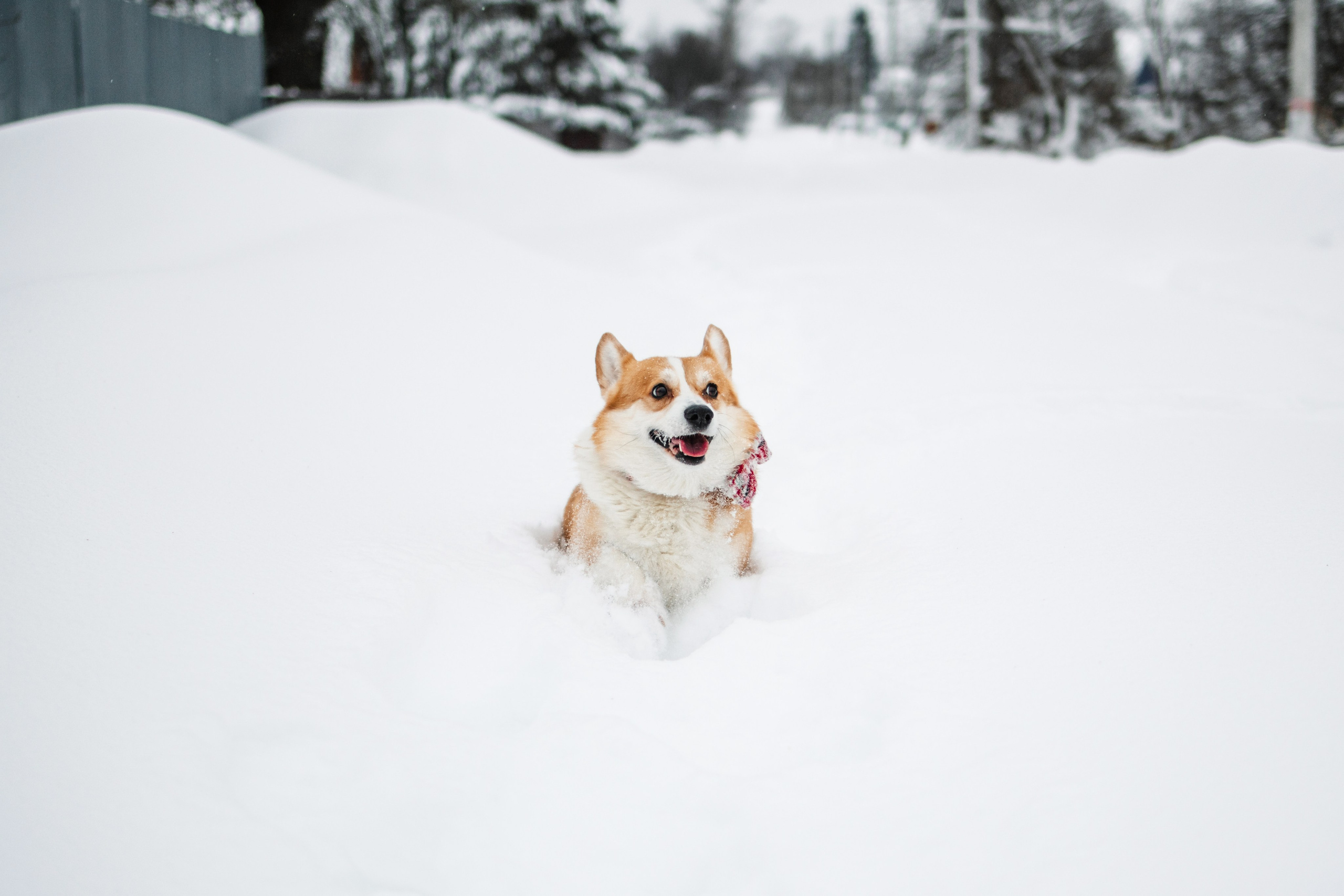 Уютный фотограф в Москве Елена Бенчи