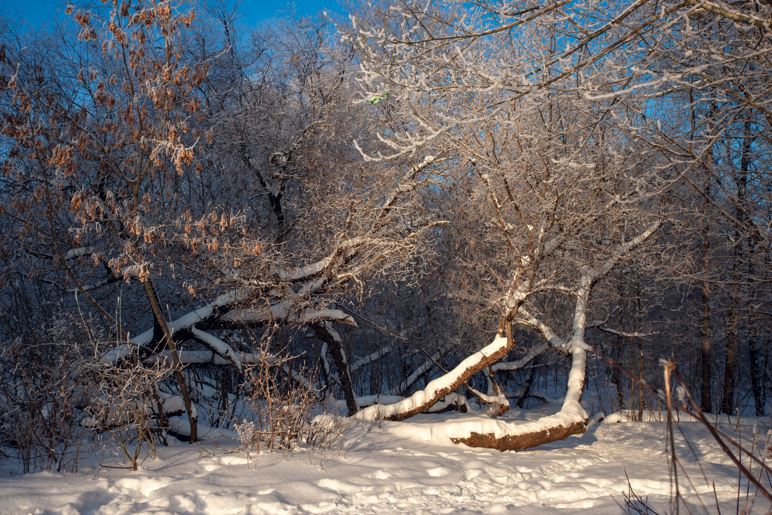 Зимушка зима. Фотограф Крещение Венчание Москва