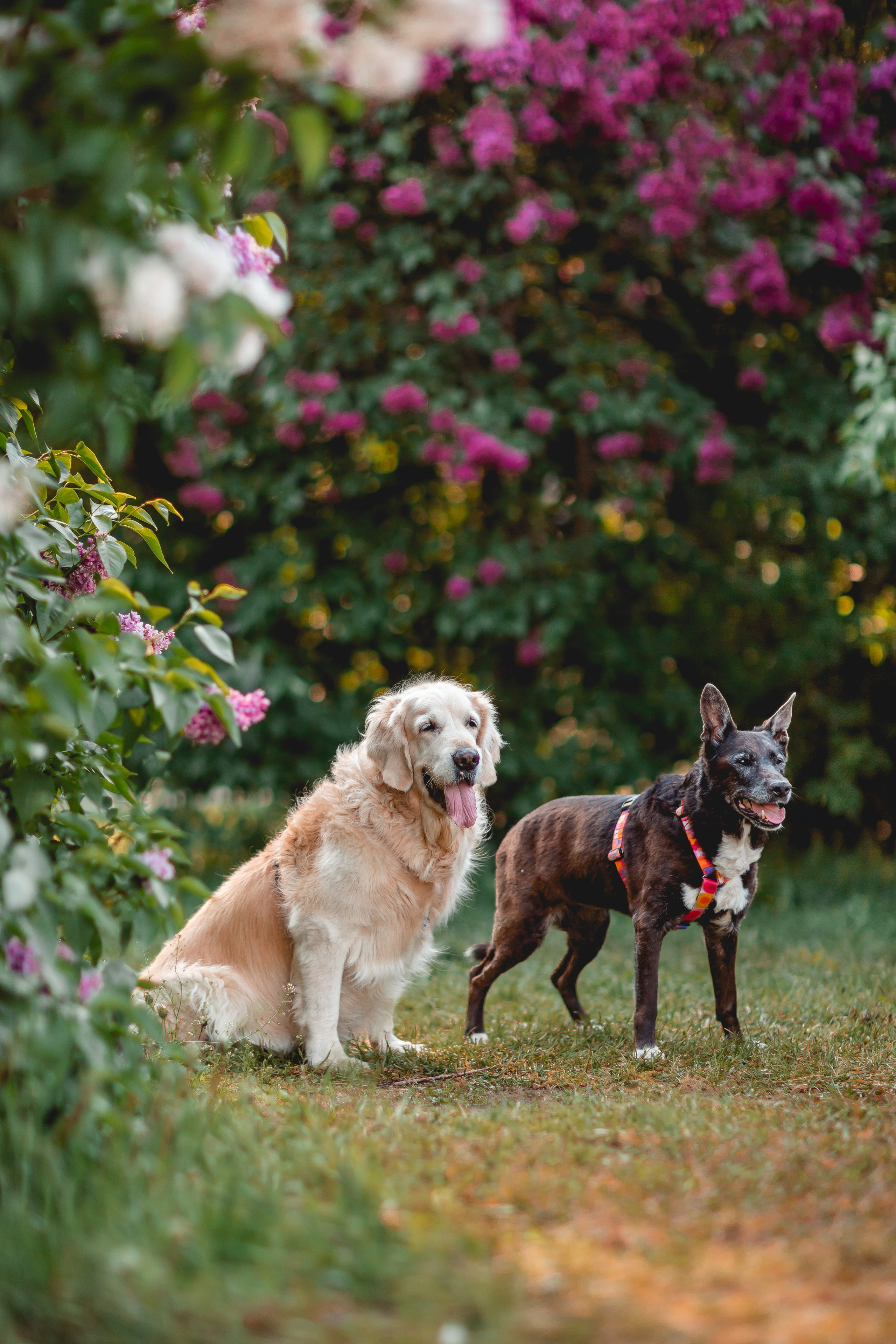 Ира, Альма и Белла. Семейный фотограф анималист Мария Крючкова