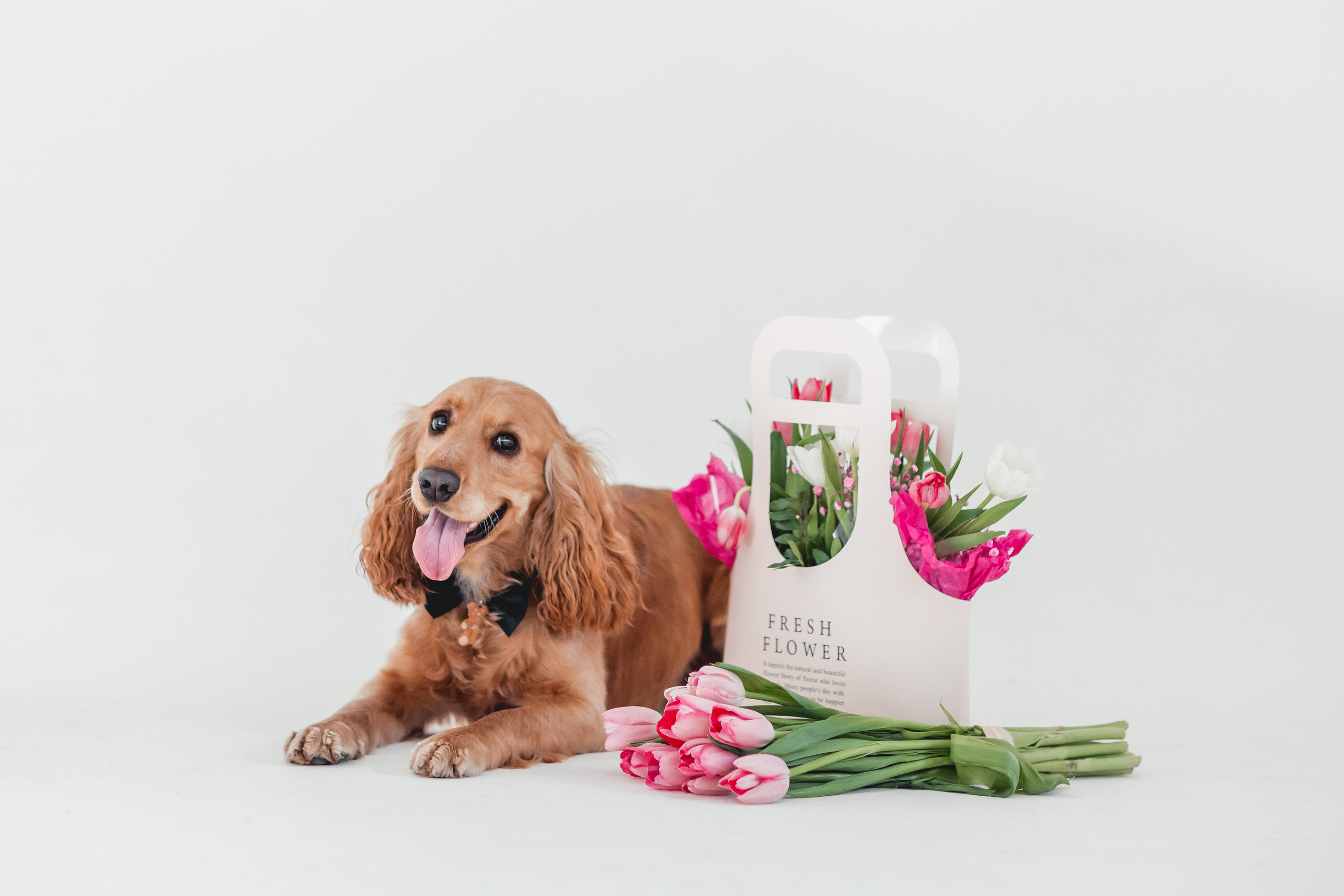 Лада и Барни. Семейный фотограф анималист Мария Крючкова