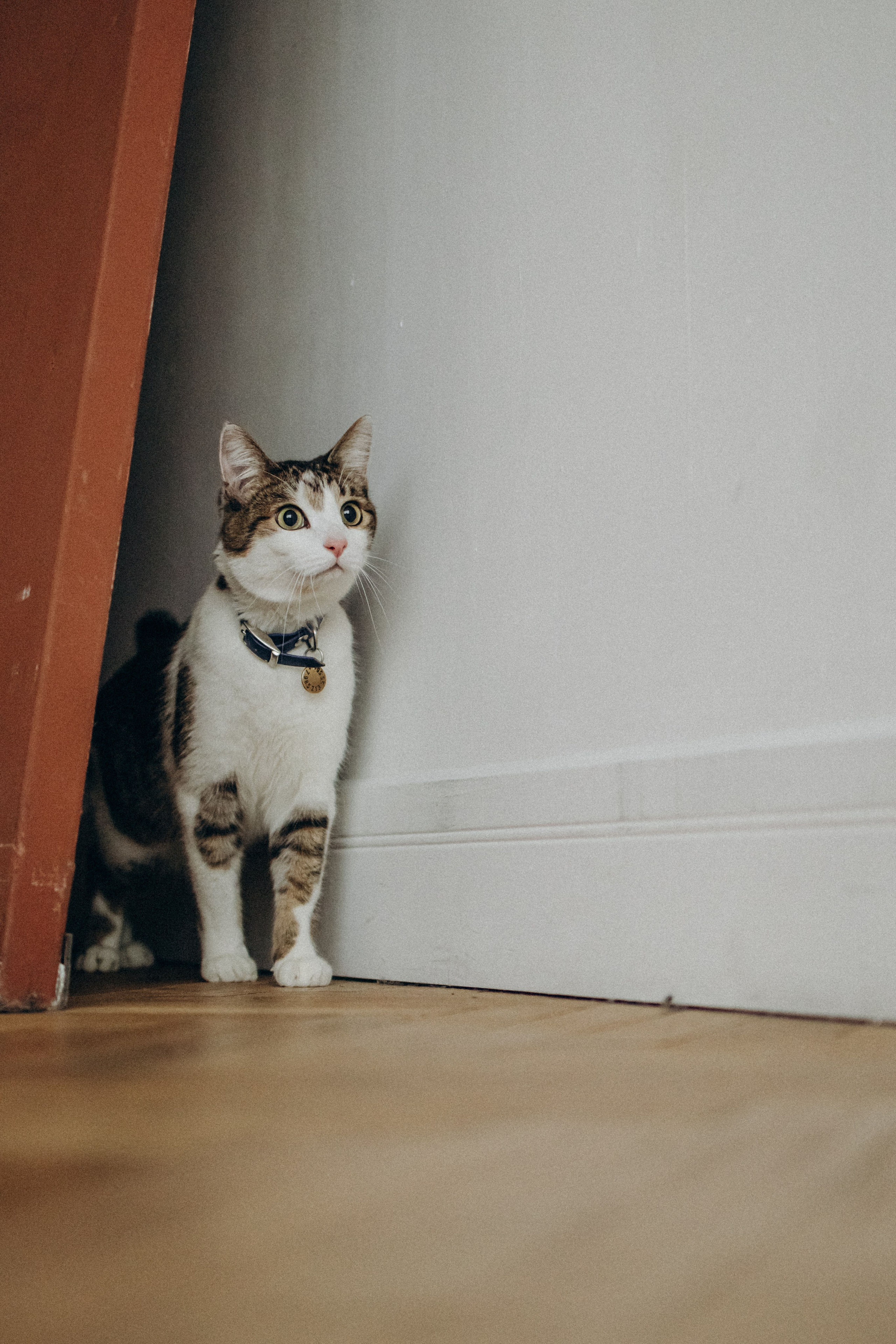 Ксюша и Яша. Фотораф — анималист Мария Шистка