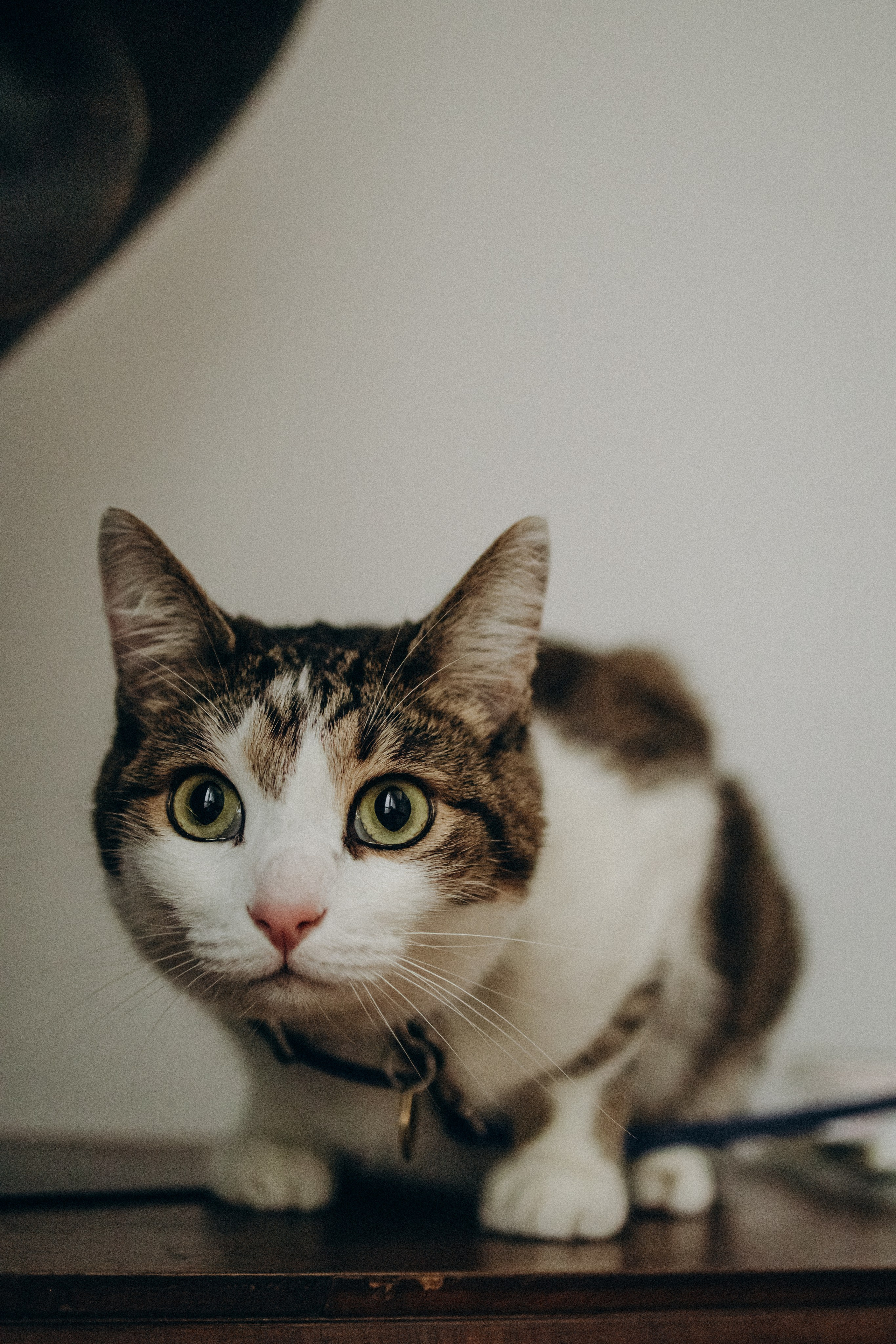 Ксюша и Яша. Фотораф — анималист Мария Шистка