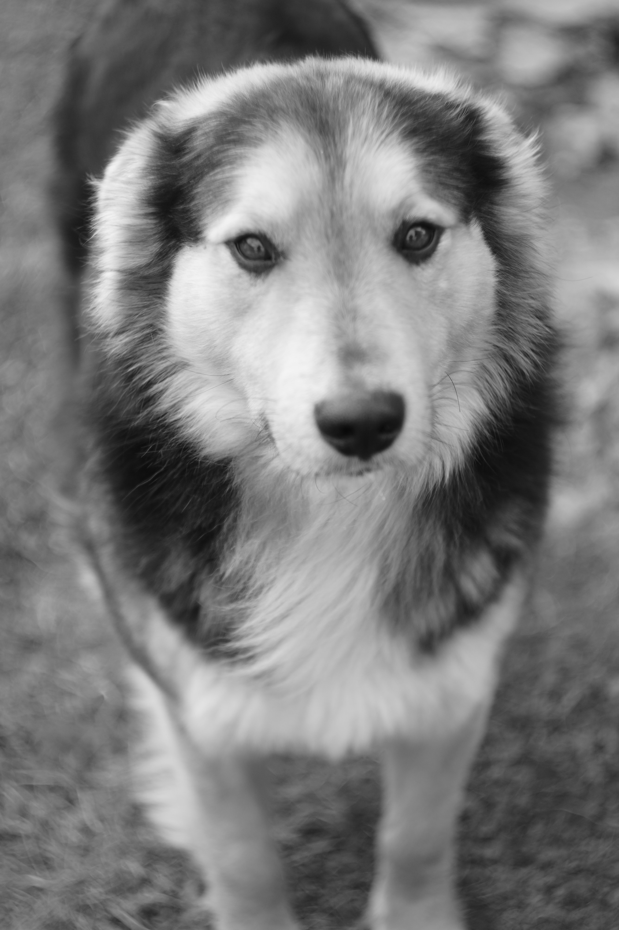 Dogs. Профессиональный фотограф