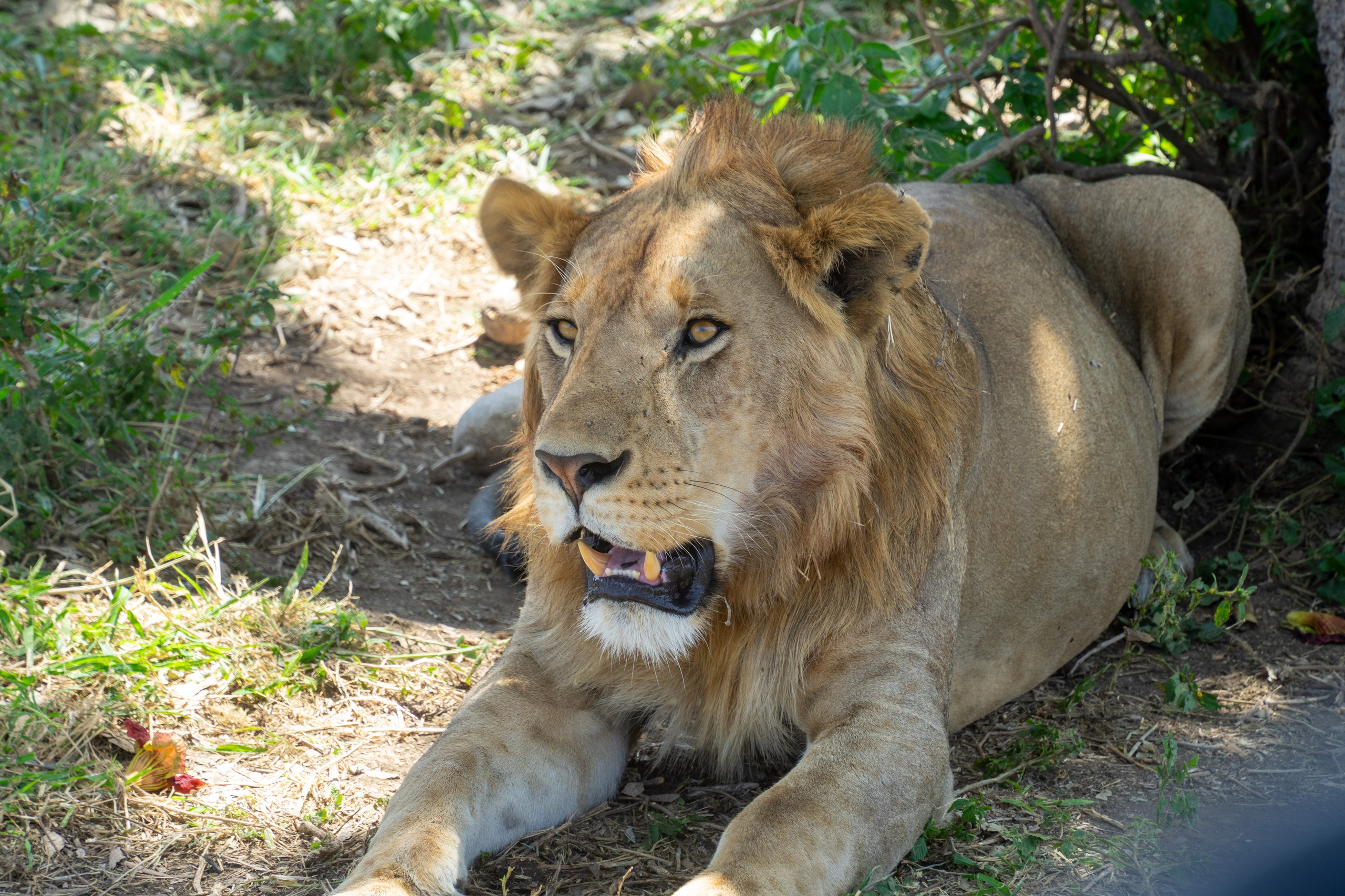 Танзания, сафари, 2025. Творческие сьемки