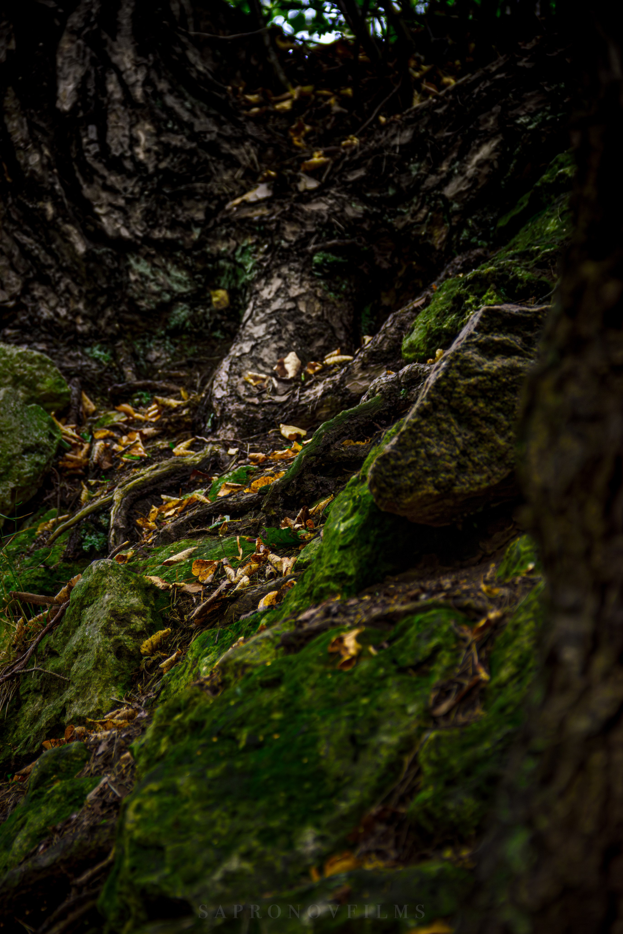 NATURE. SAPRONOVFILMS