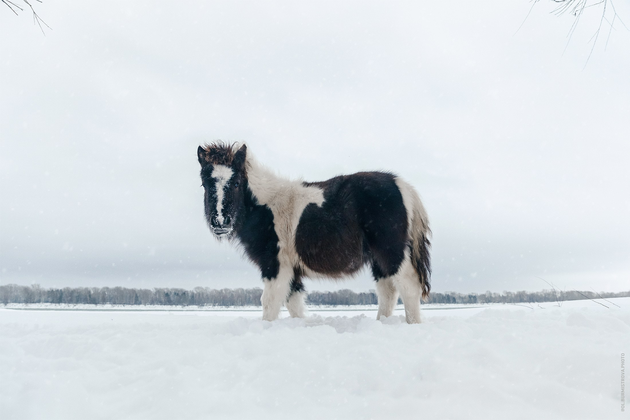 Animals and pets. Visual artist Olga Burmistrova