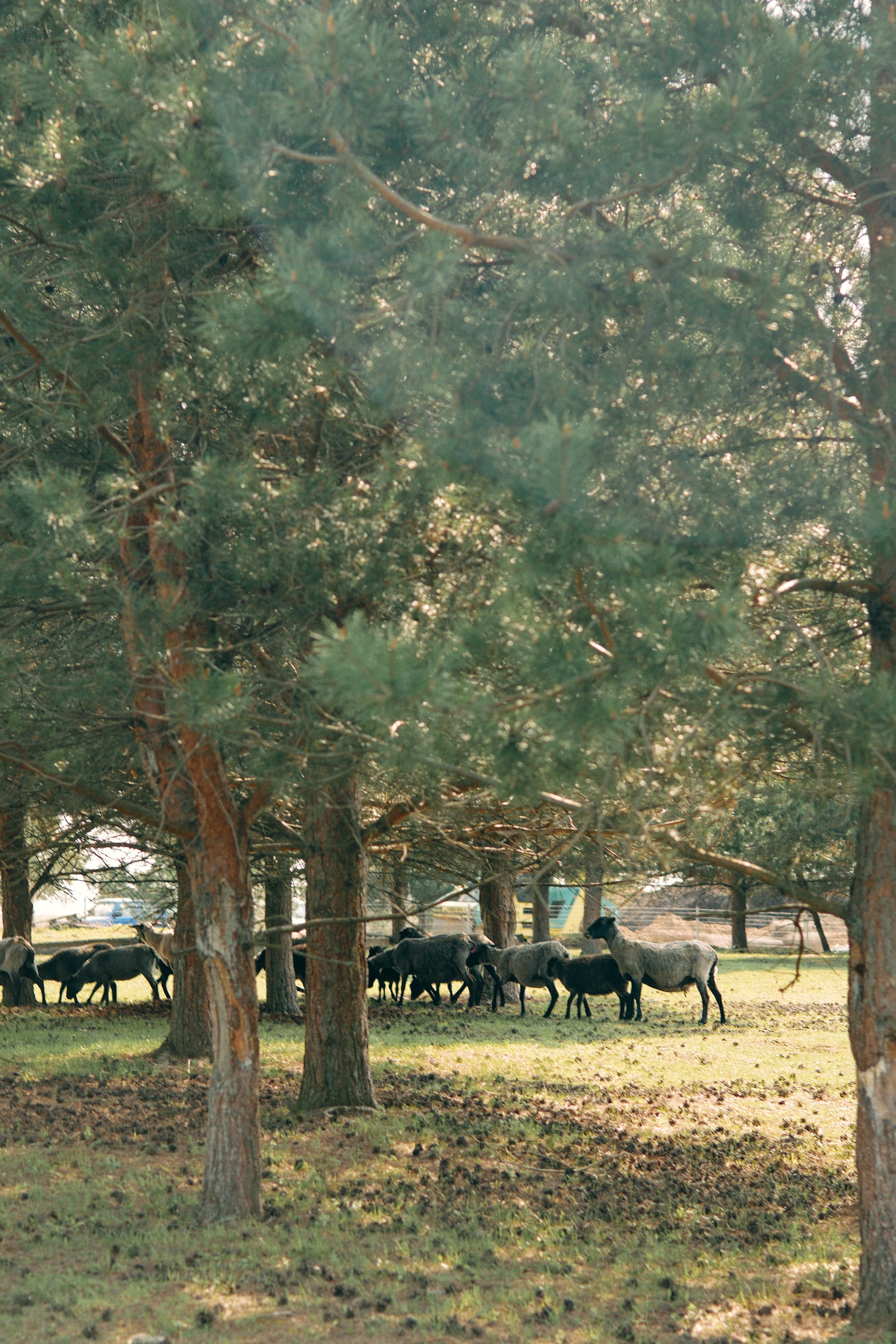 Бутик-отель Поле летом. Профессиональный Фотограф во Владимире, в Москве и в Суздале — Полина Романычева
