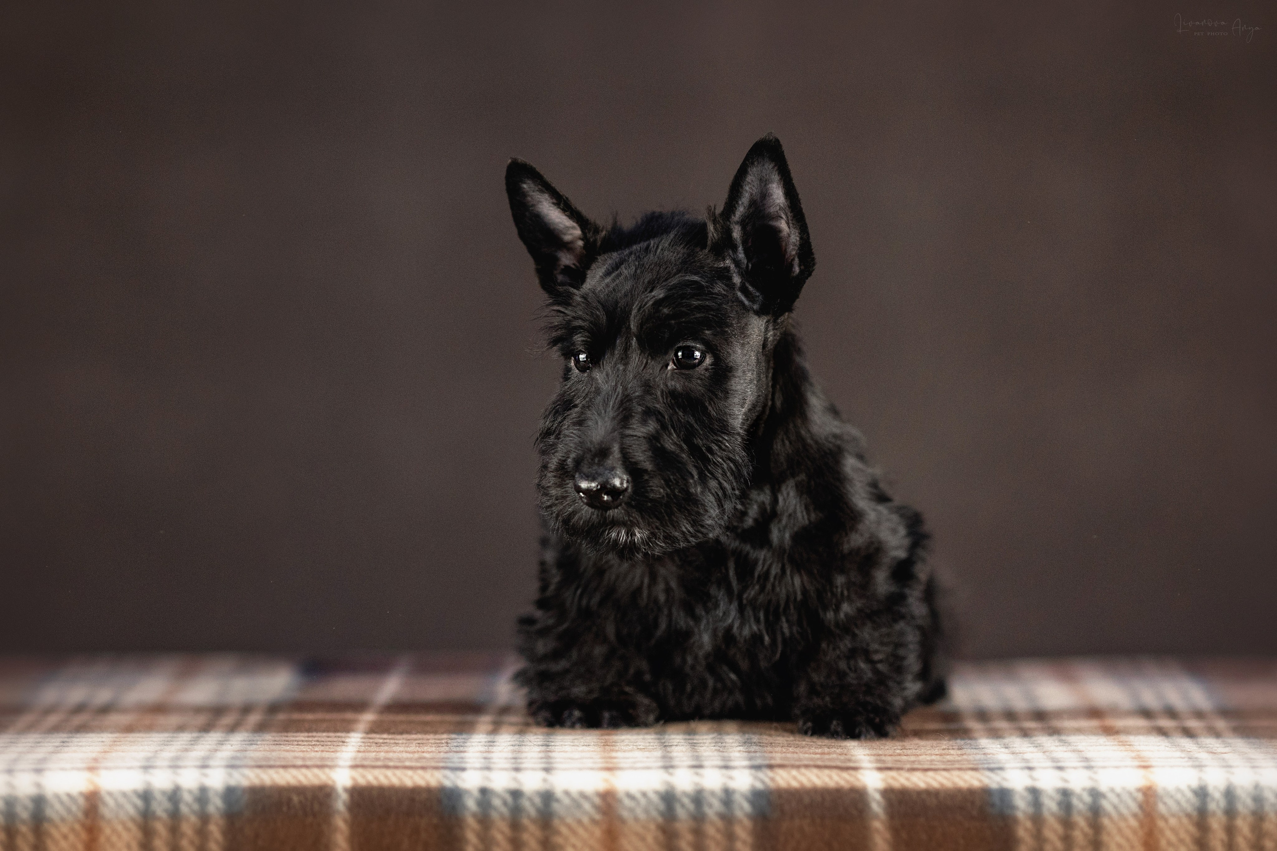 Скотчики. Фотограф анималист Аня Ливанова | Рыбинск