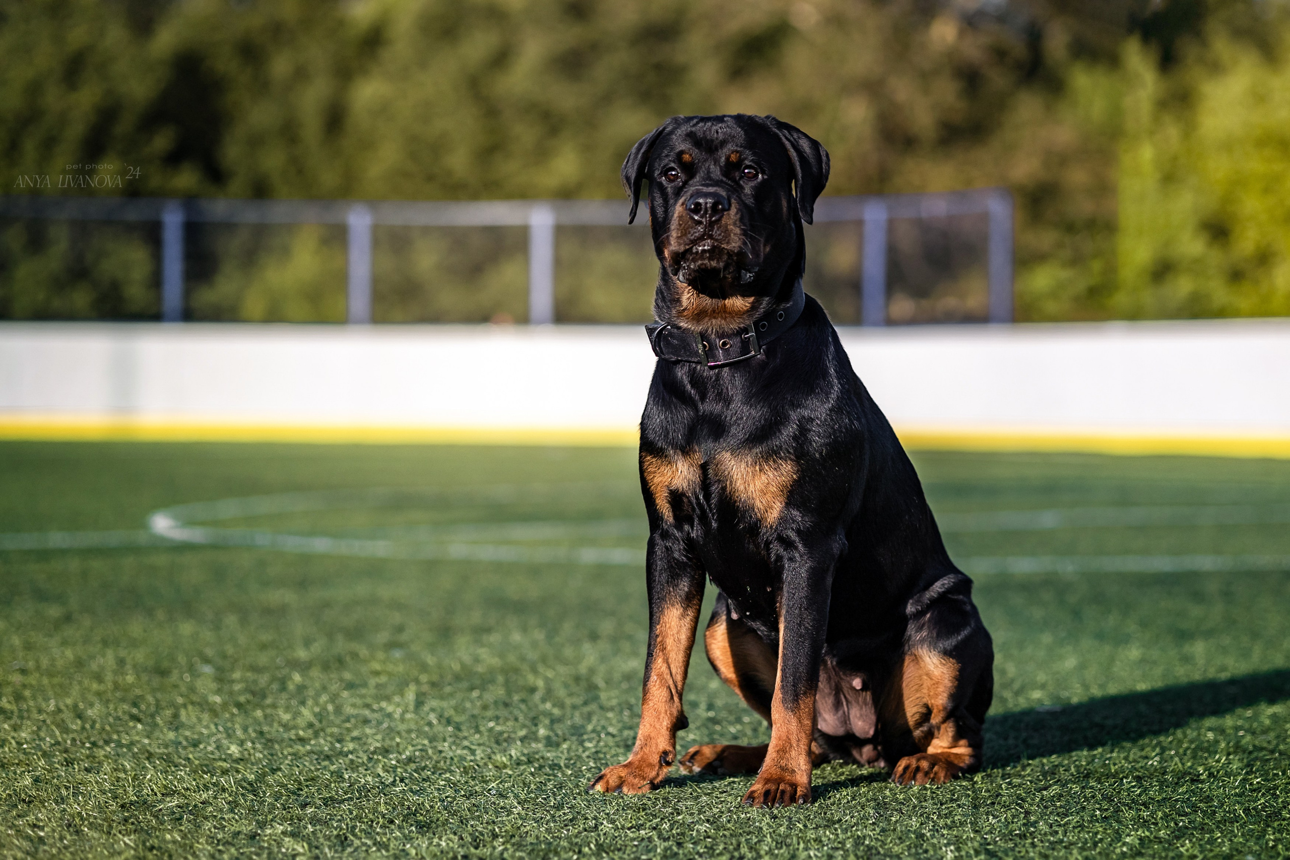 Ралли обидиенс. Фотограф анималист Аня Ливанова | Рыбинск