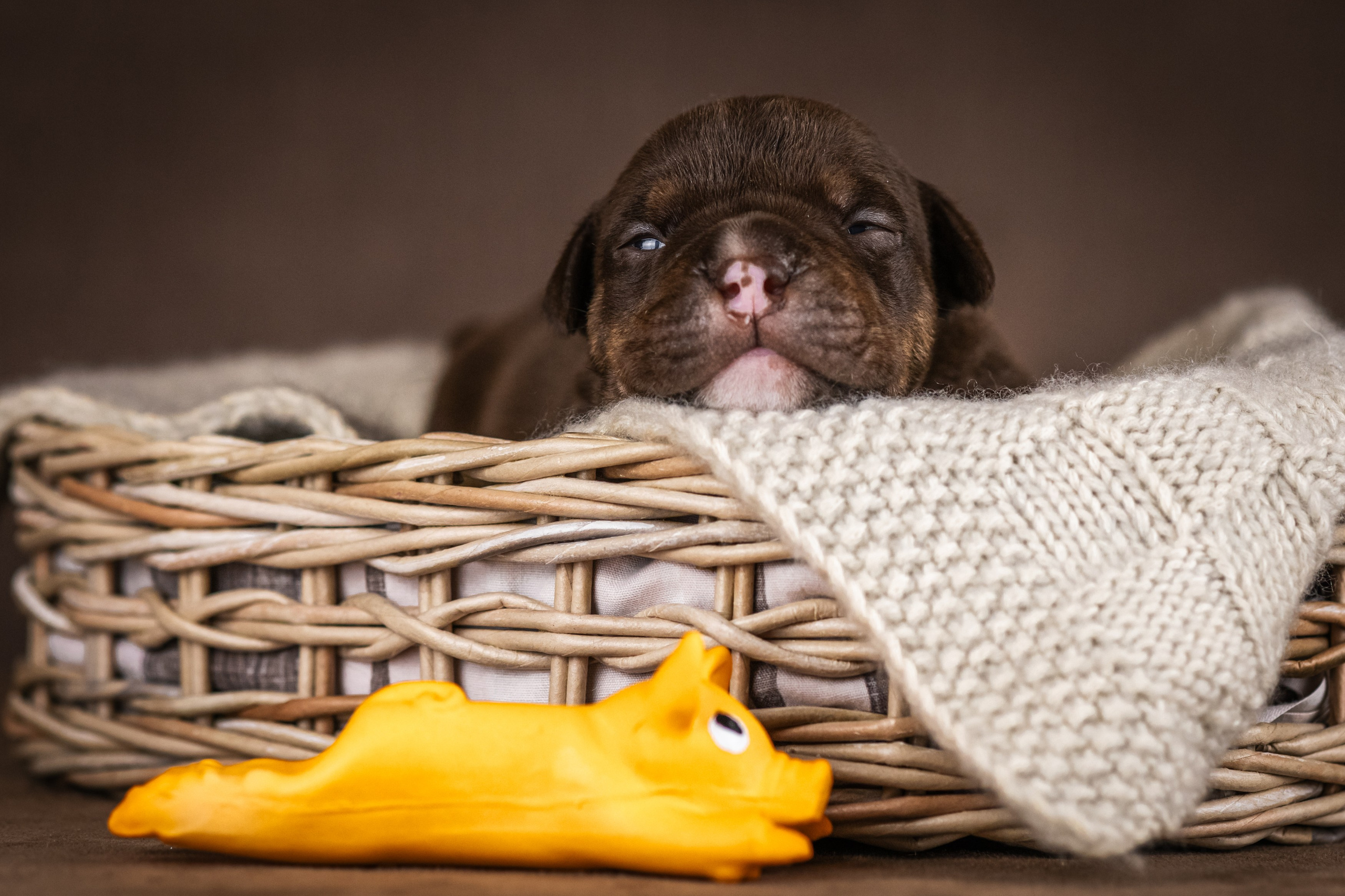 Амбулли. Фотограф анималист Аня Ливанова | Рыбинск