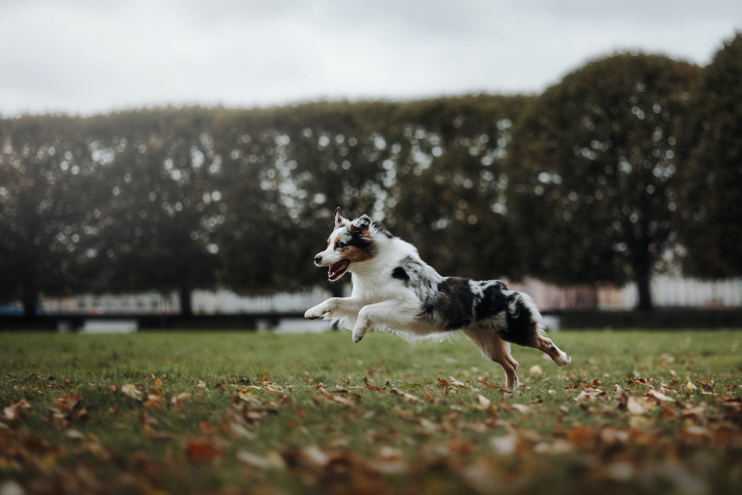 Ирина и Кайса. Фотограф — Анималист | Санкт-Петербург