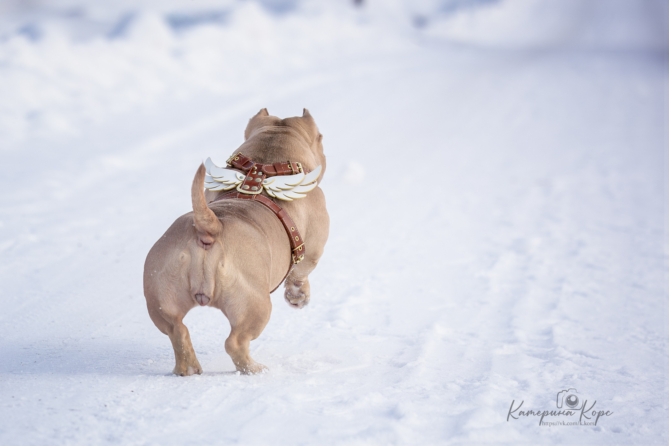 Микро булли Амина. Главная