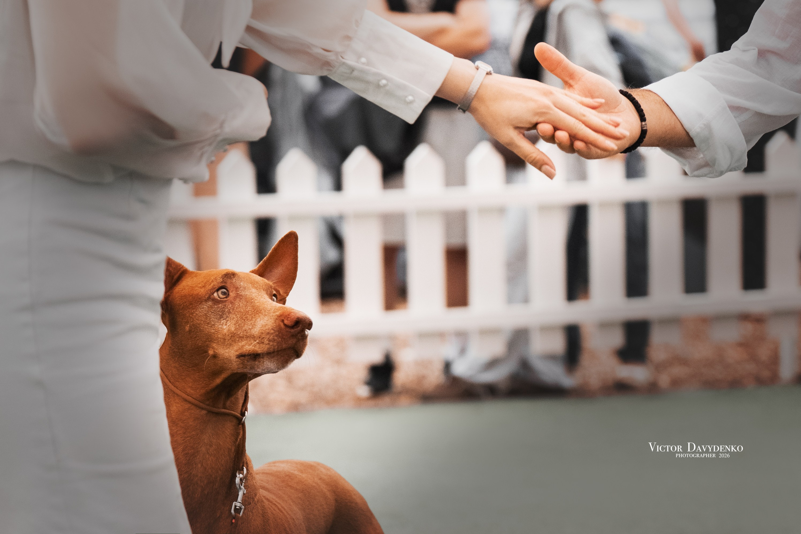 Dog Show. Давыденко Анна / Фотограф Краснодар/Сочи