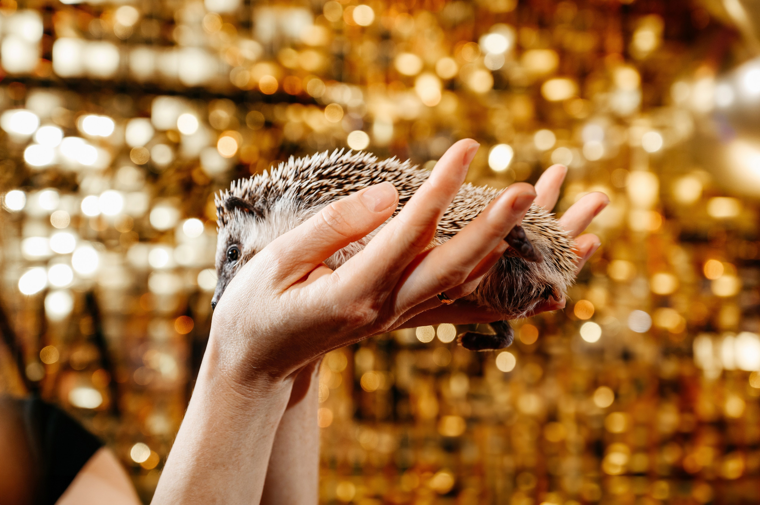 Арина. Золото и серебро. Фотограф Владивосток. Игорь Кирсанов