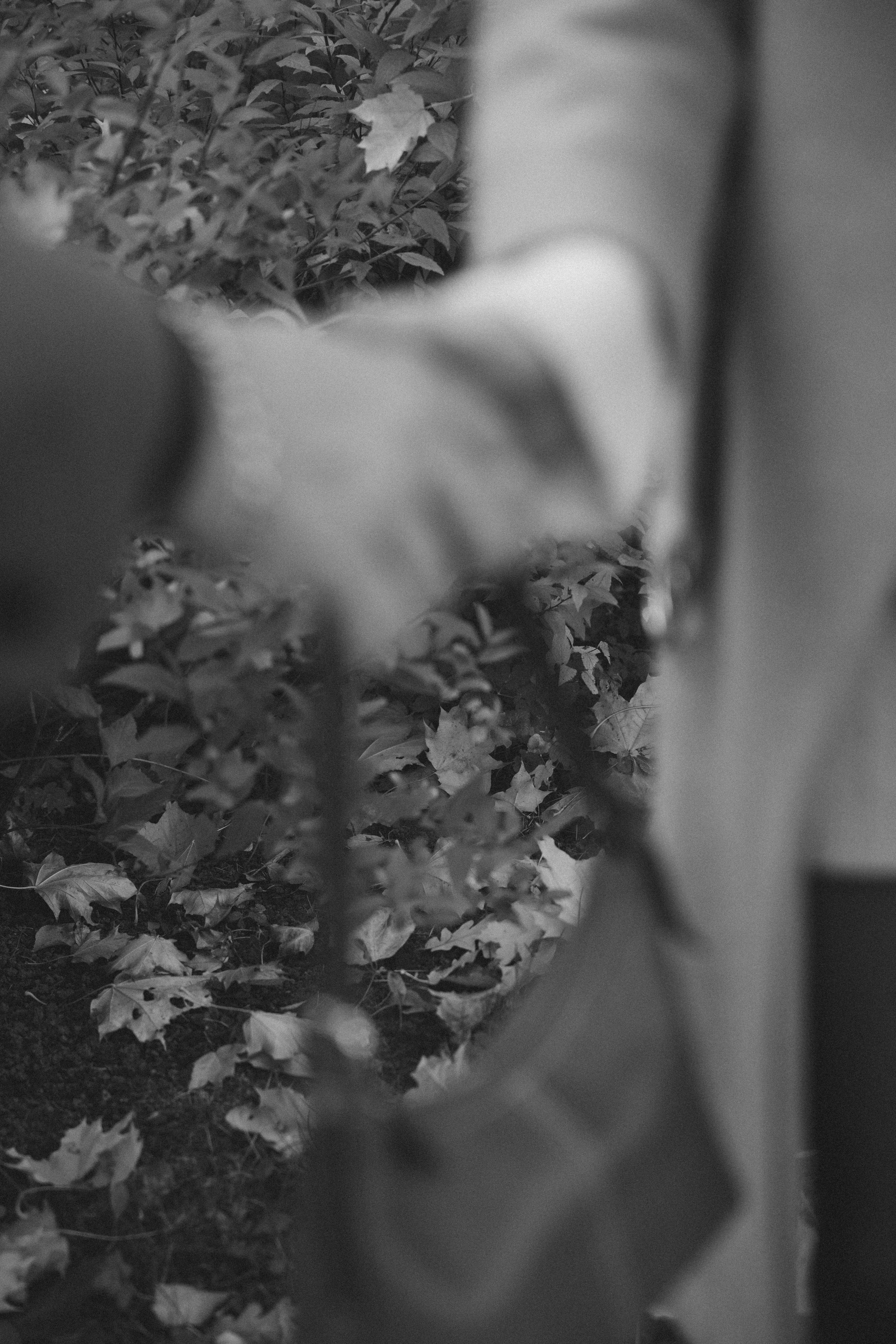 Прогулка по парку. Питерский фотограф