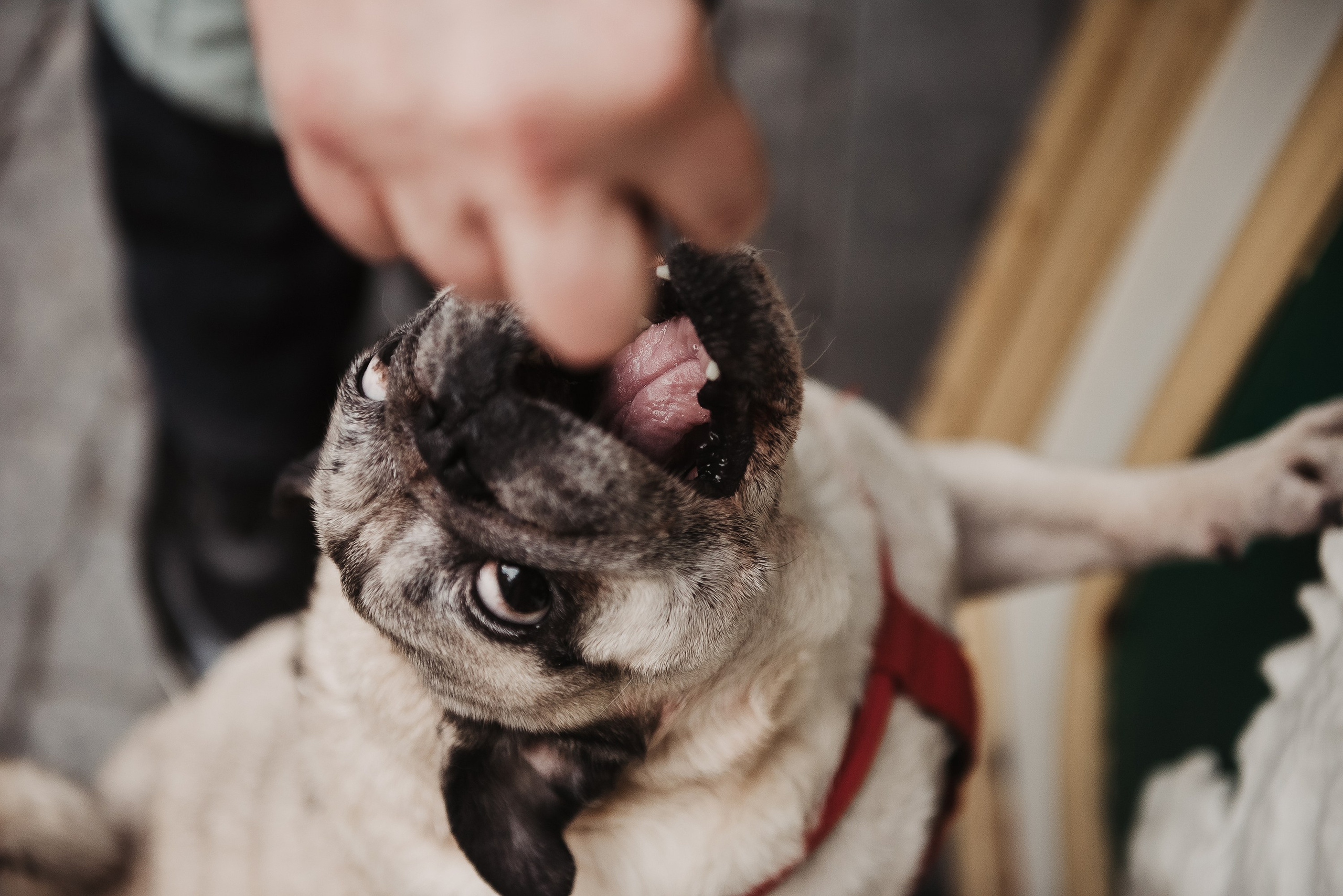 Ольга и Потапум. Прогулка к чайному дому. Семейный Фотограф в Москве Ирина Хохлова